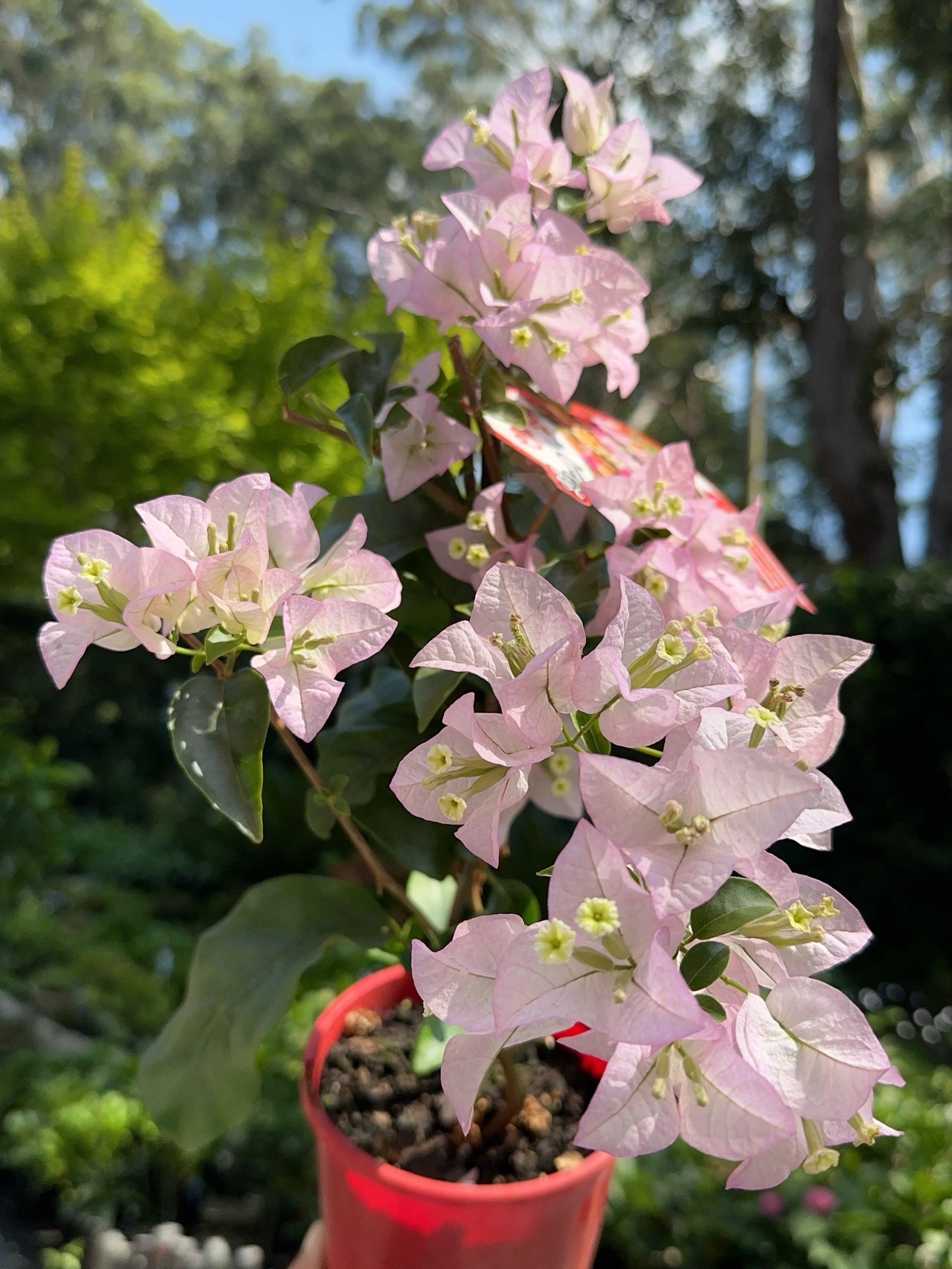 Bougainvillea Blush Cascade