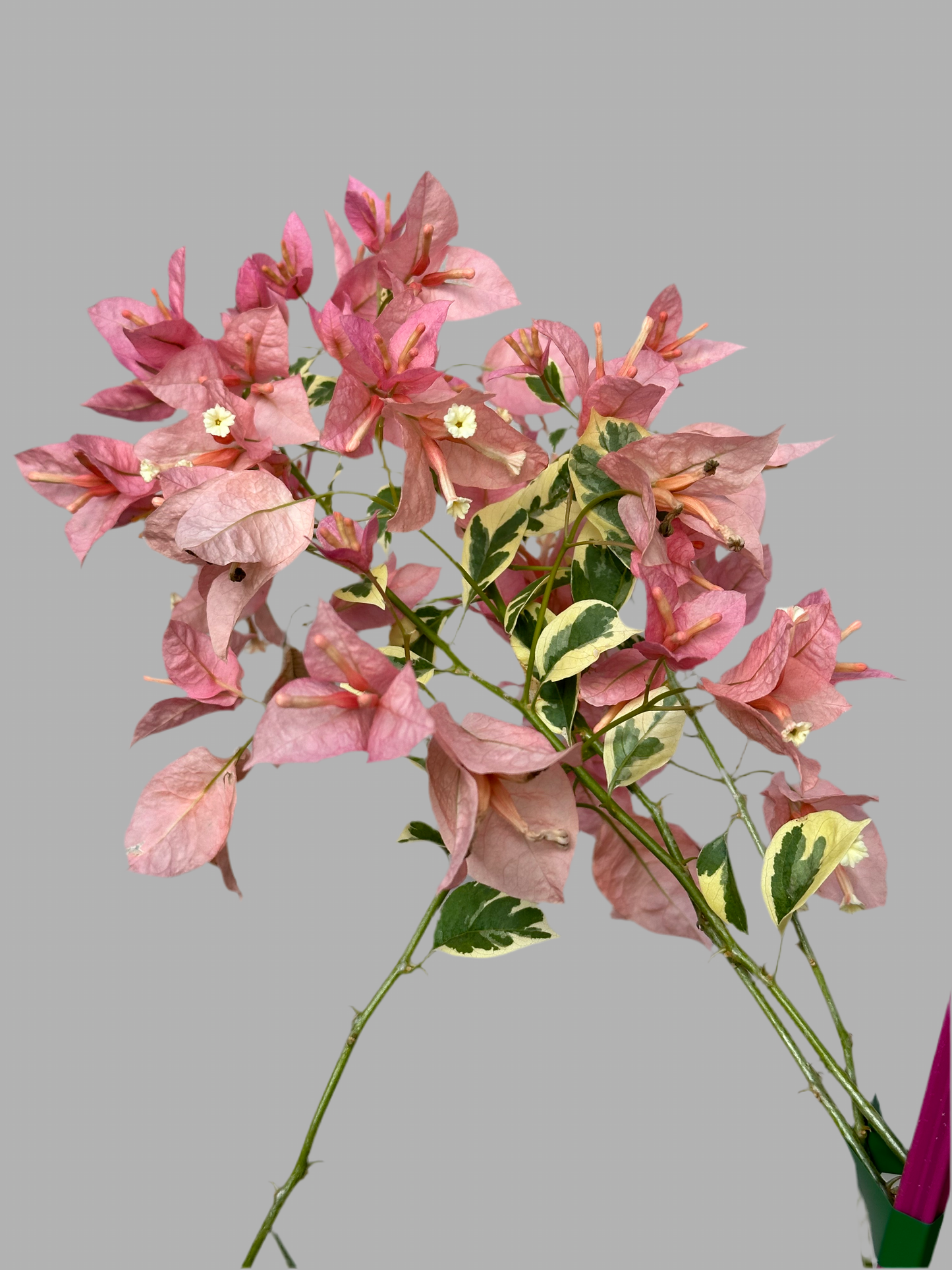 Bougainvillea Pink O Belle