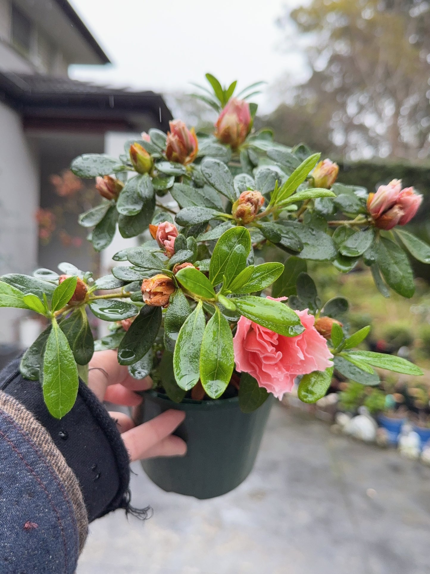 Azalea Comtesse de
Kerchove