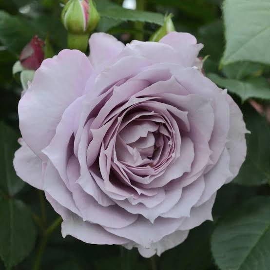 Standard Rose - Novalis