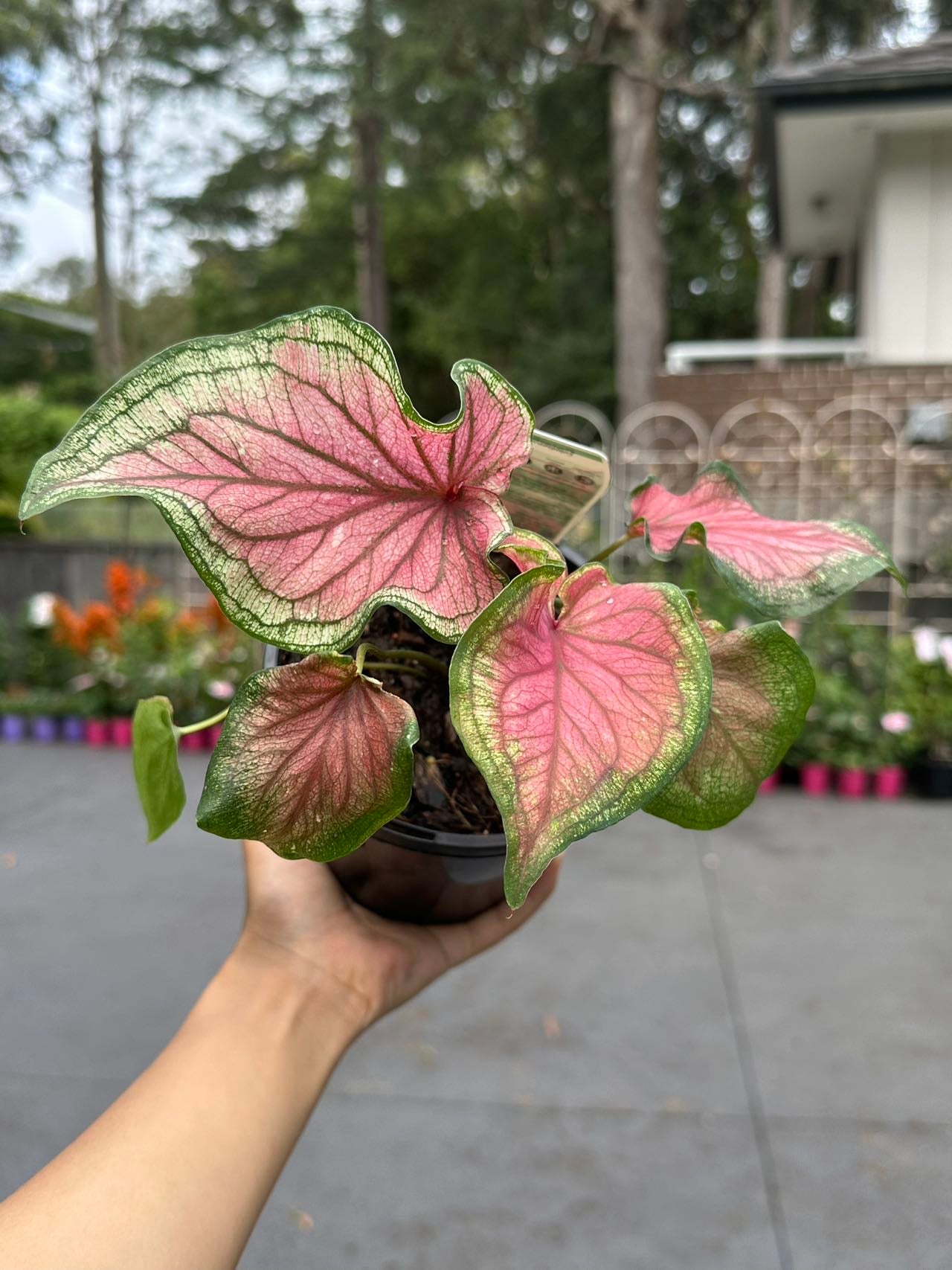 Caladium Thai Beauty