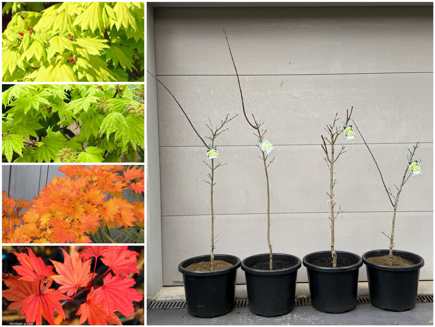 Acer shirasawanum Aureum Golden Full Moon Maple 金隐