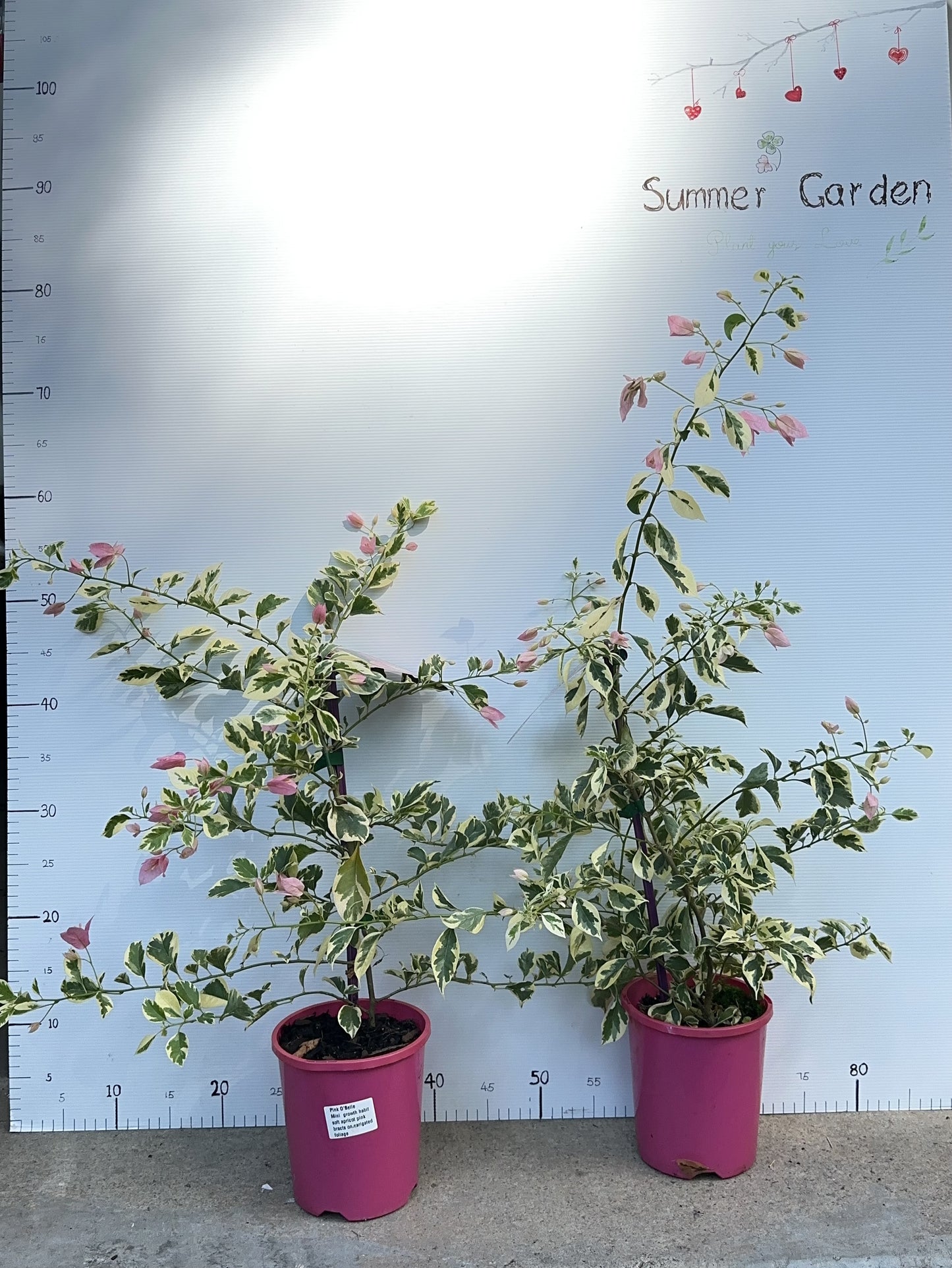 Bougainvillea Pink O Belle