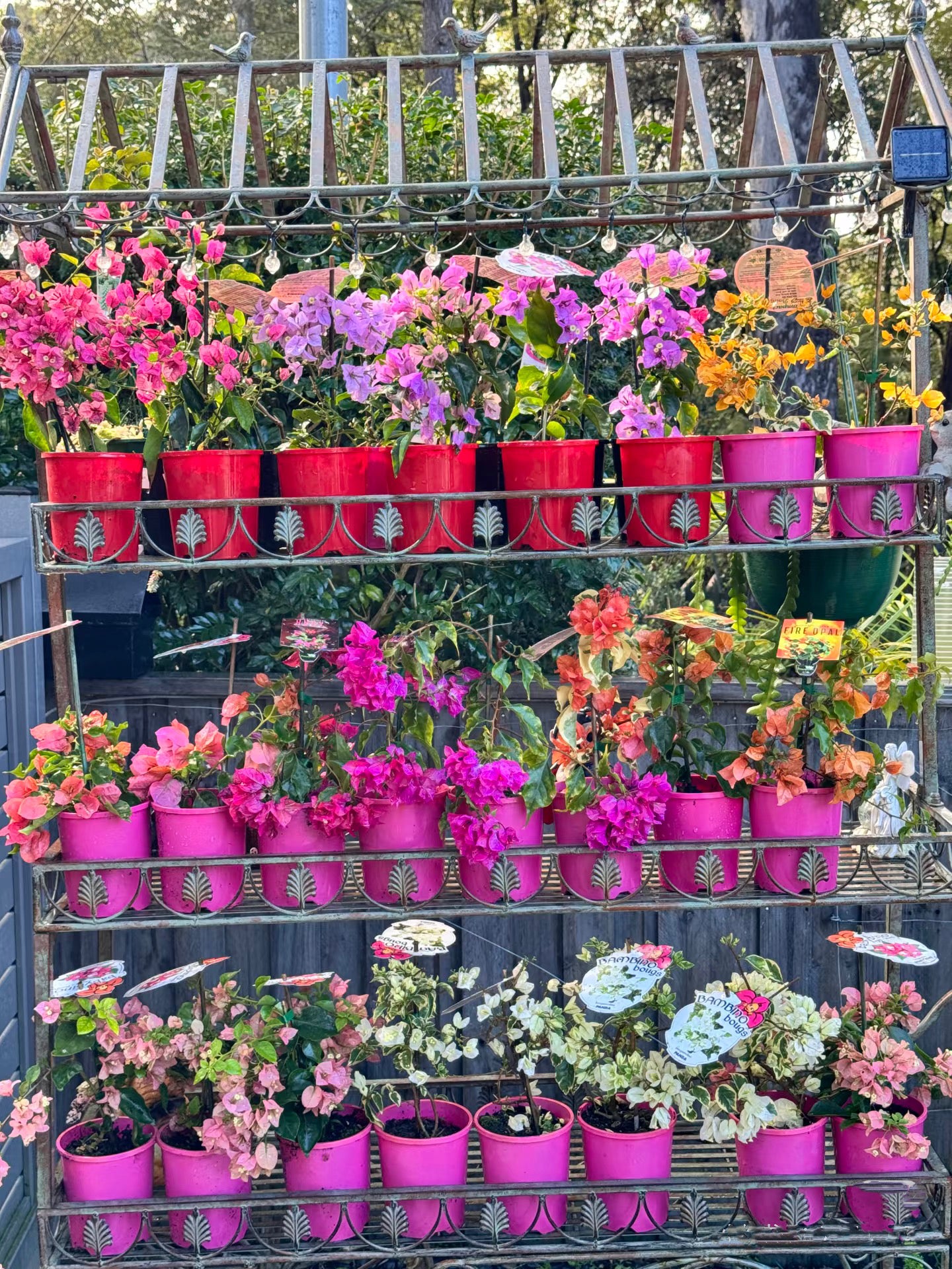 Bougainvilleas Assorted