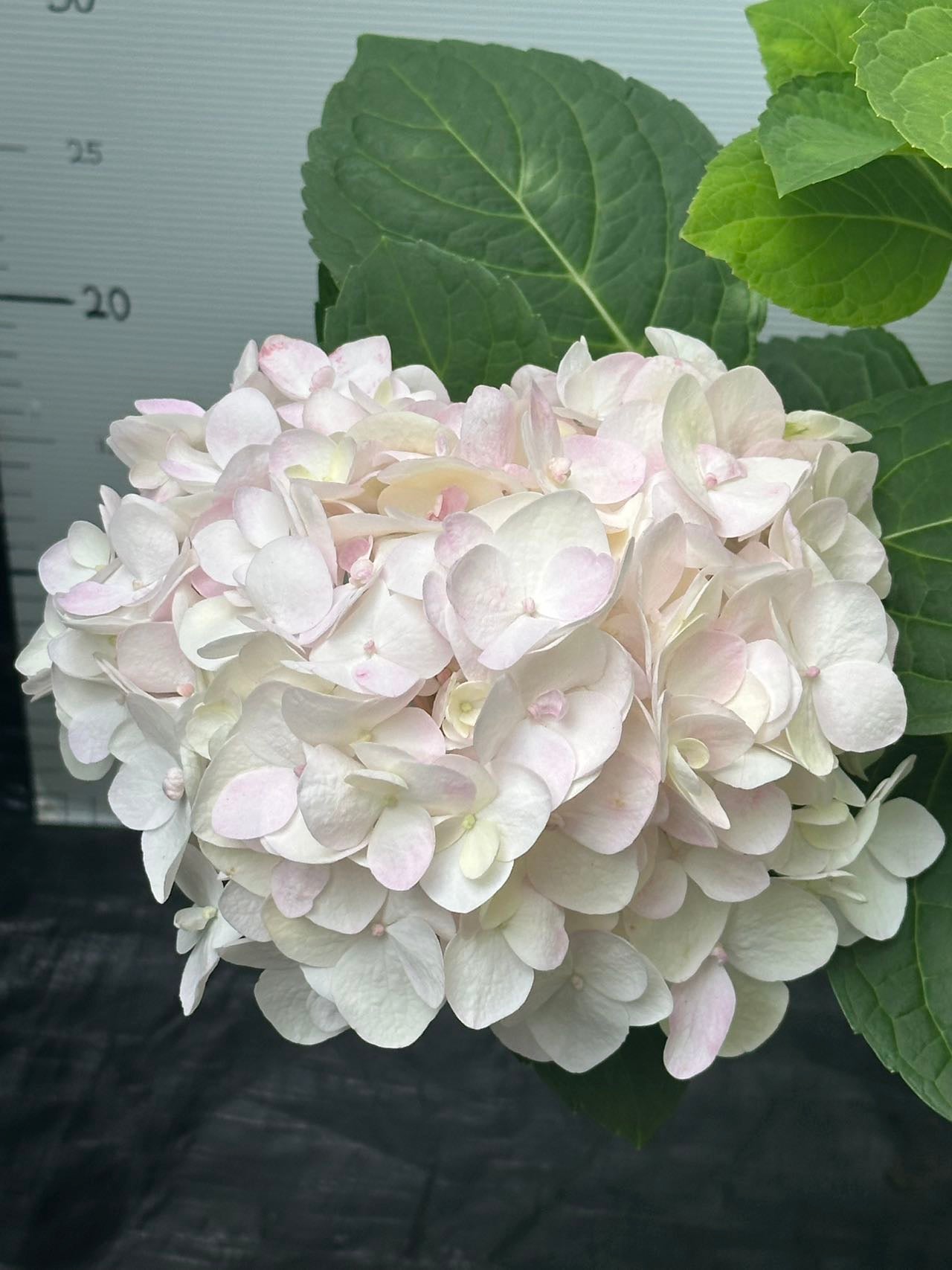 Hydrangea Endless Summer Blushing Bride