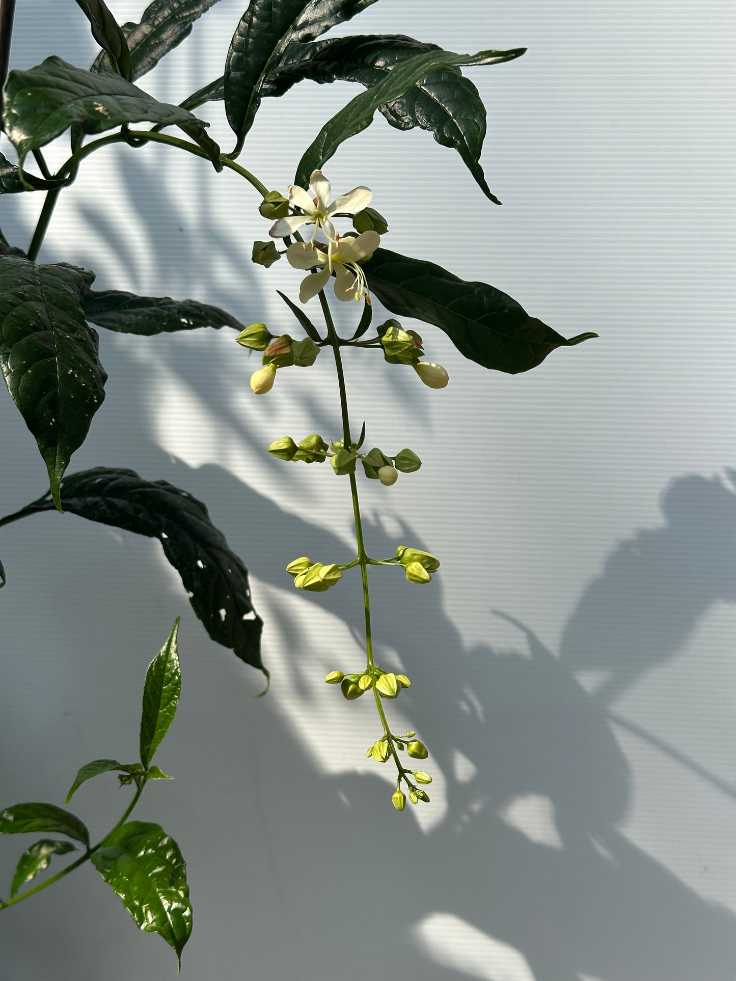 Nodding Clerodendrum