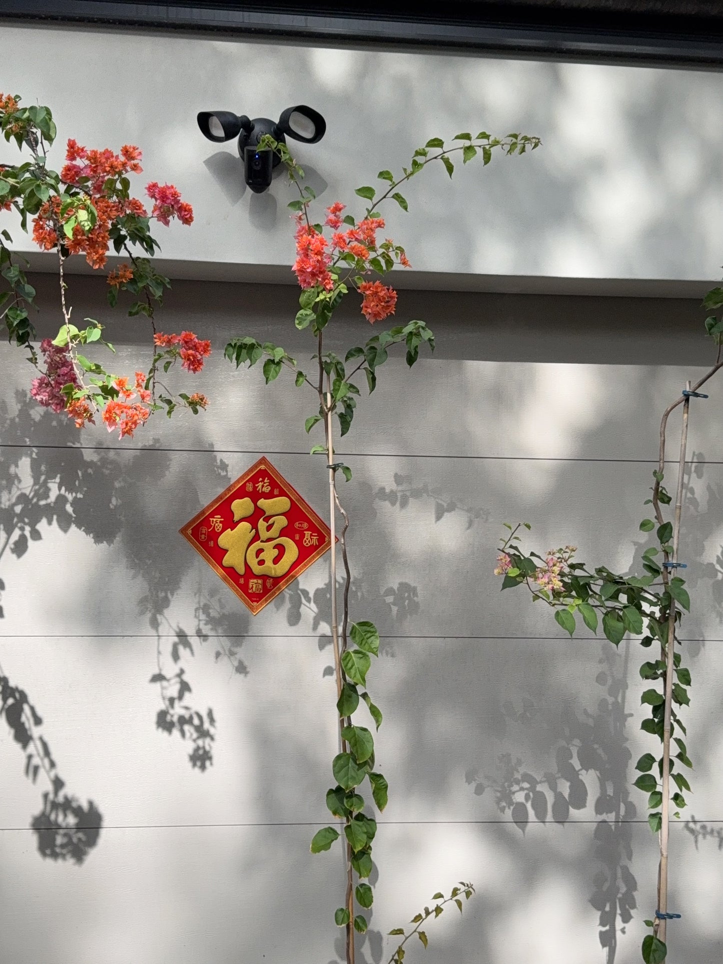 Bougainvillea Thai Gold