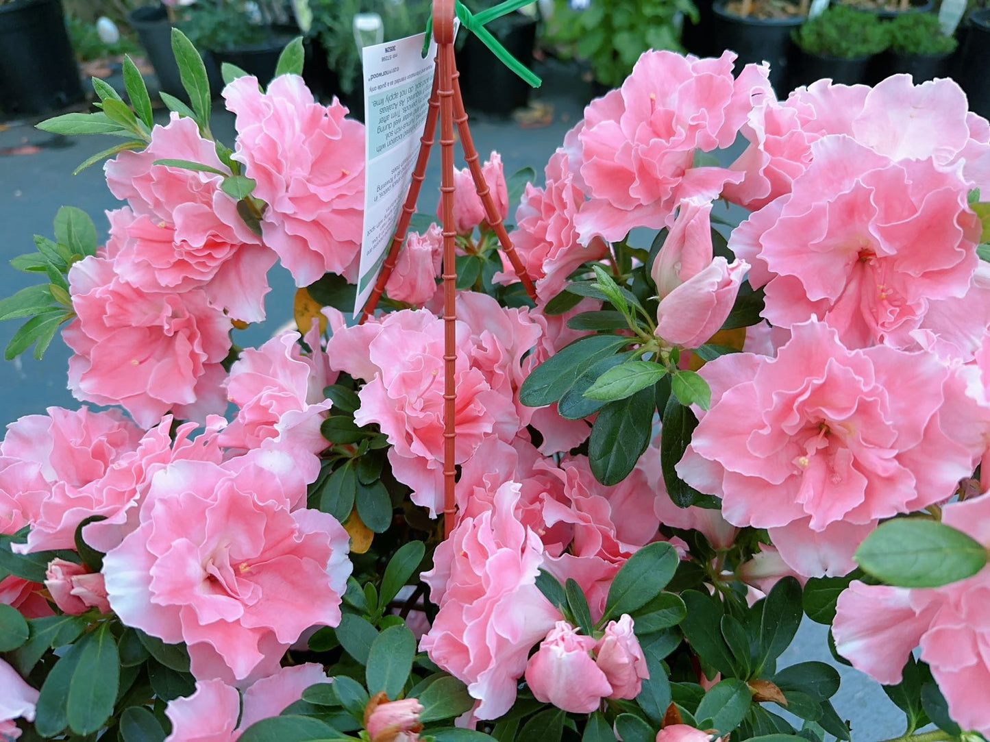 Azalea Comtesse de
Kerchove
