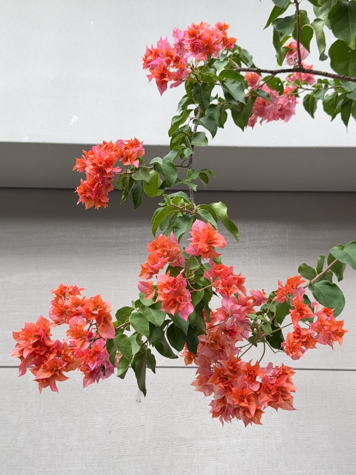 Bougainvillea Thai Gold