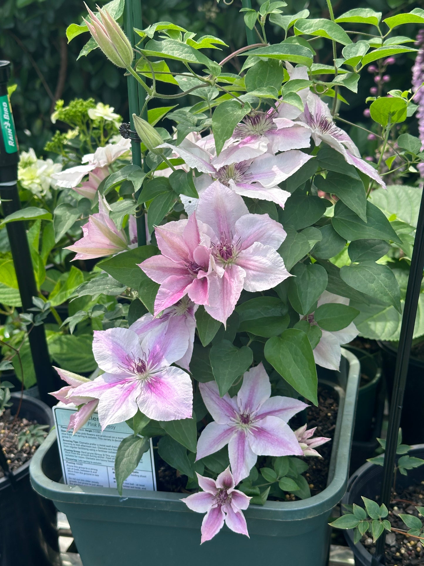 Clematis Pink Fantasy
