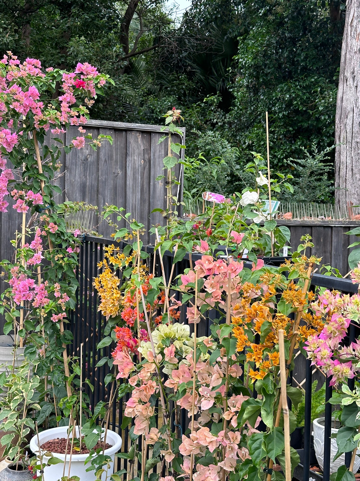 Bougainvilleas Assorted