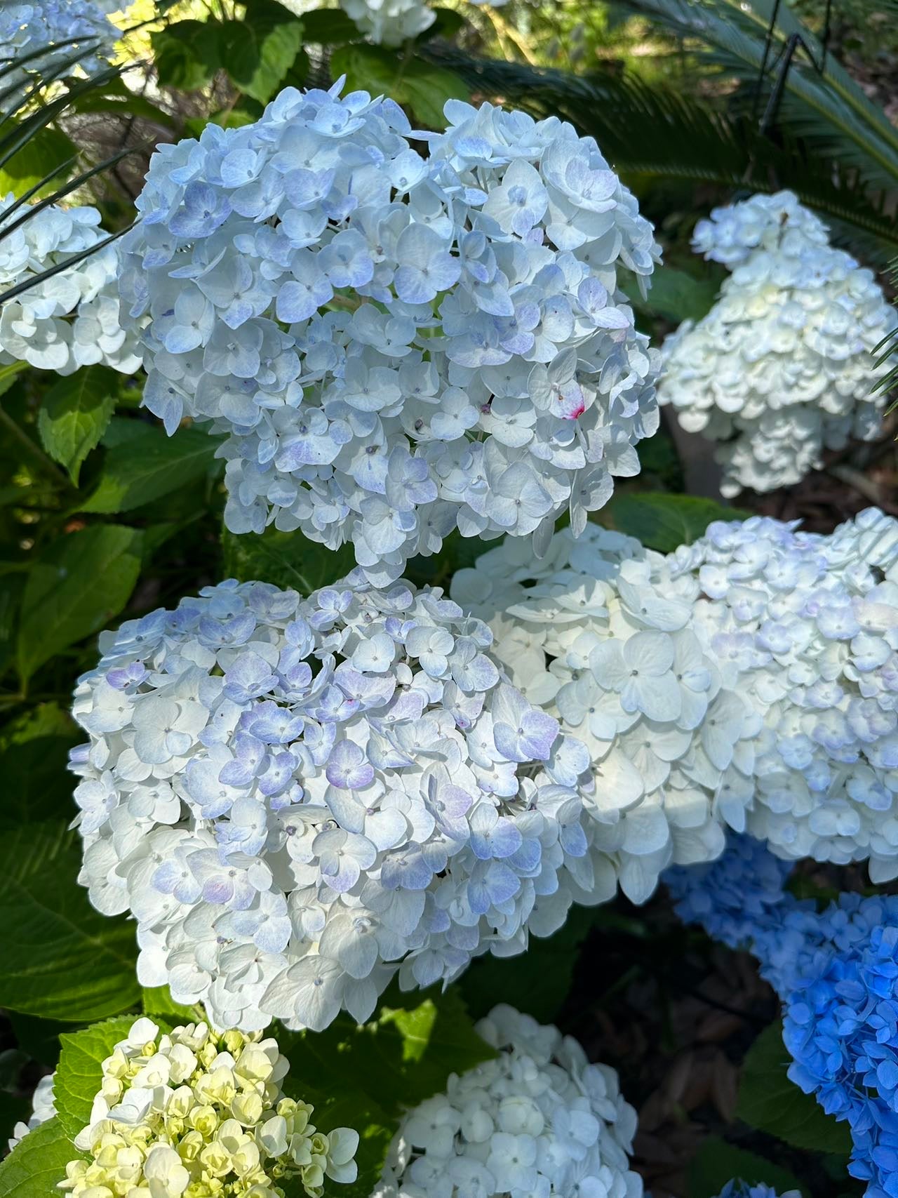 Hydrangea Endless Summer Blushing Bride