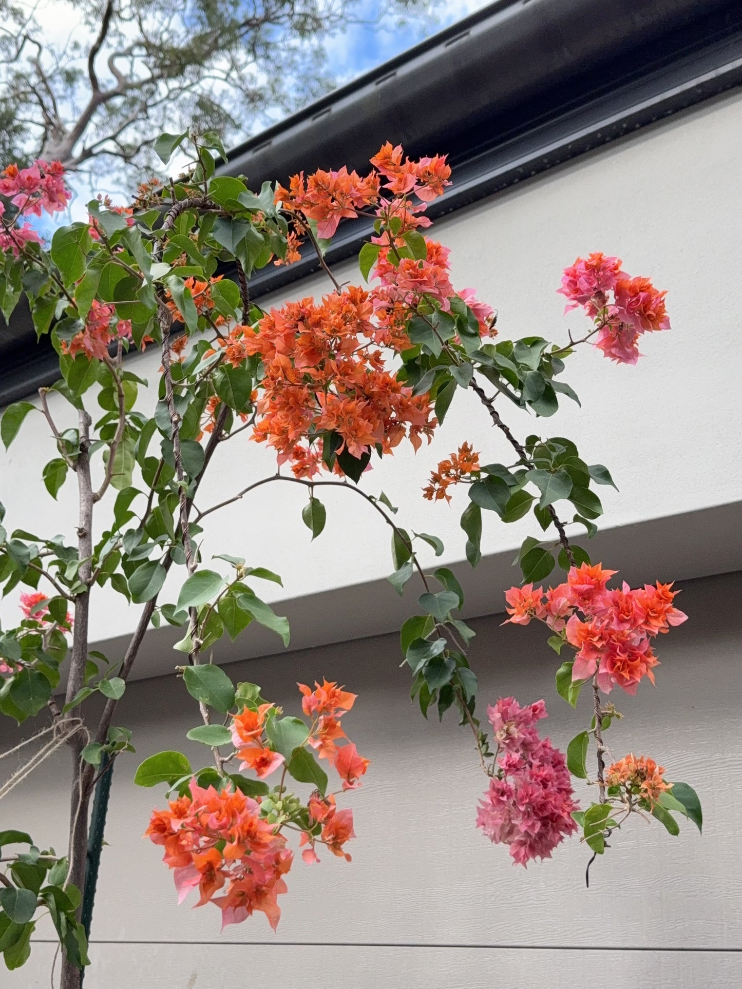 Bougainvillea Thai Gold