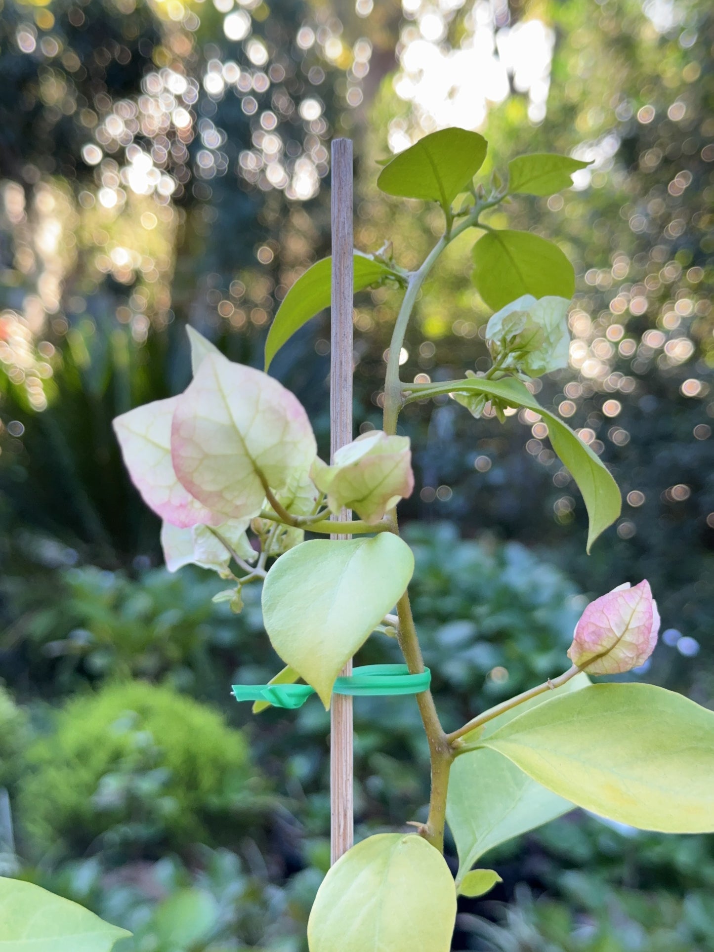 Bougainvillea Golden Ice Cream