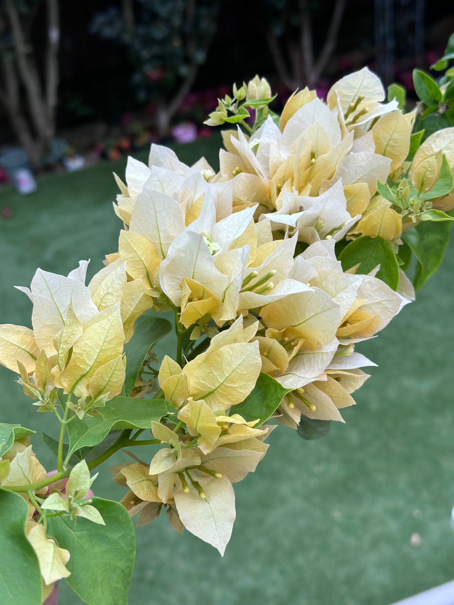 Bougainvillea Meeukany 苏瓦娜