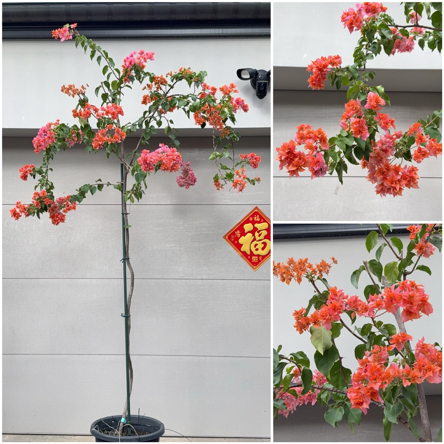 Bougainvillea Thai Gold
