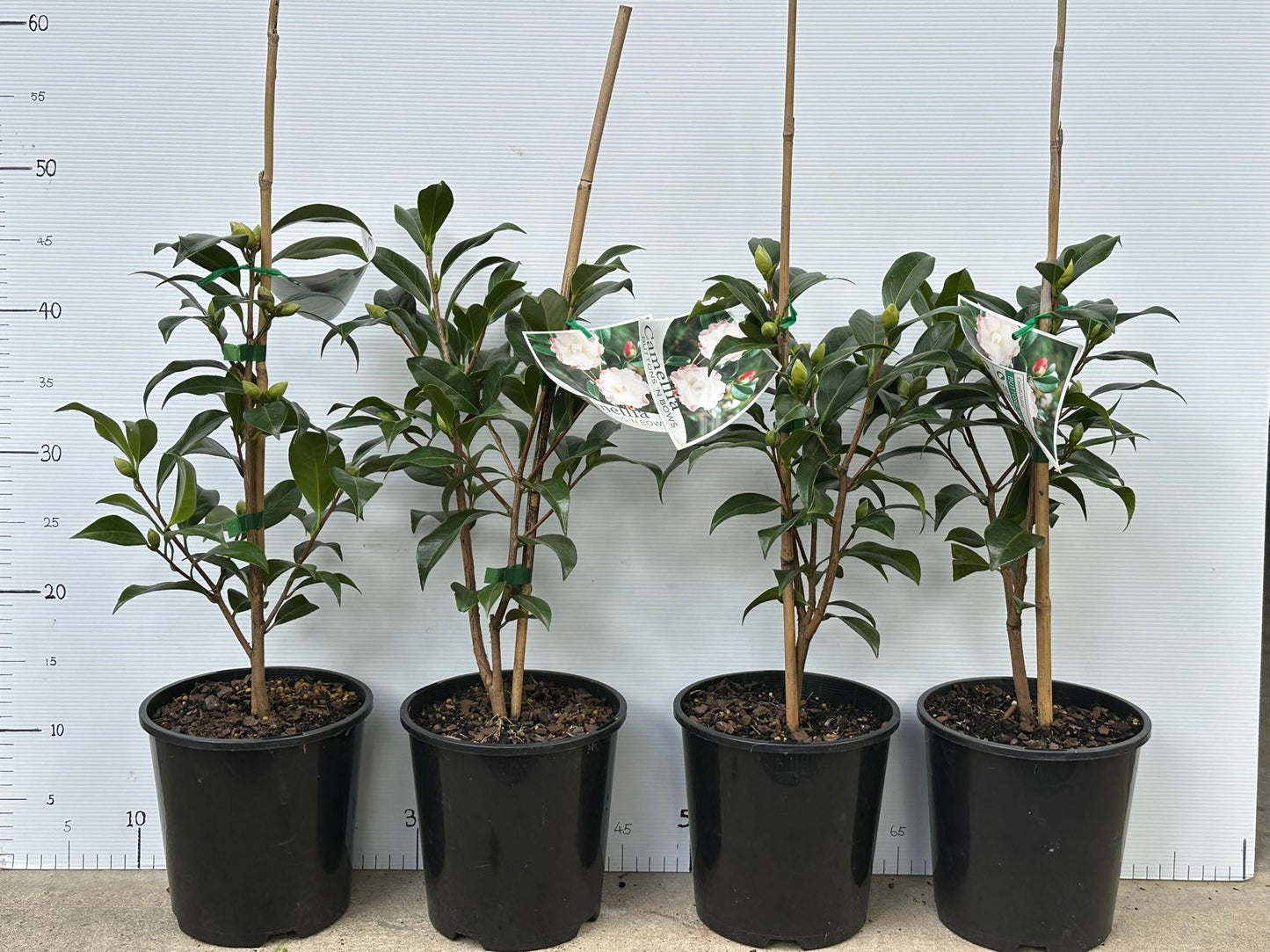 Camellia Hybrid Bottons N' Bows