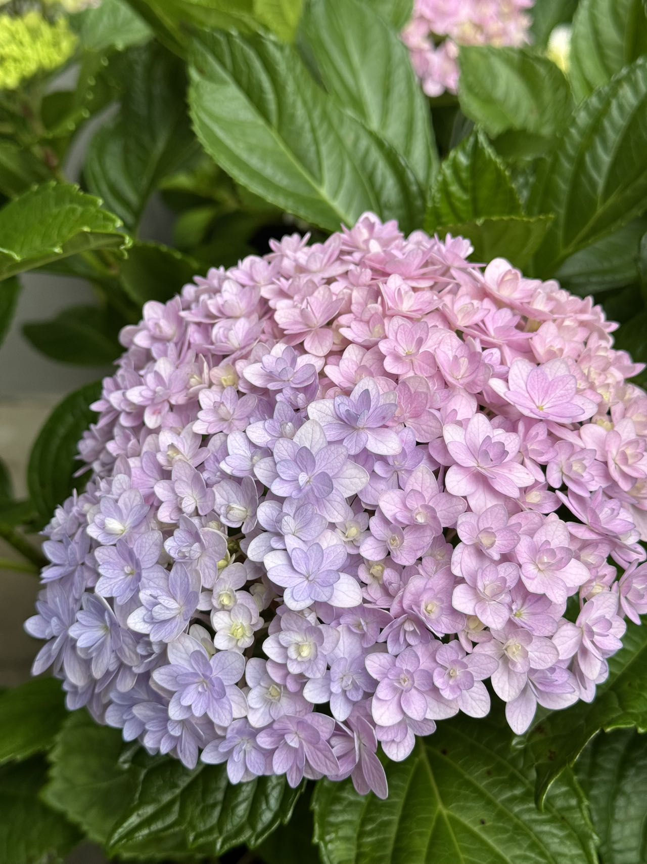 Hydrangea Hana Temari