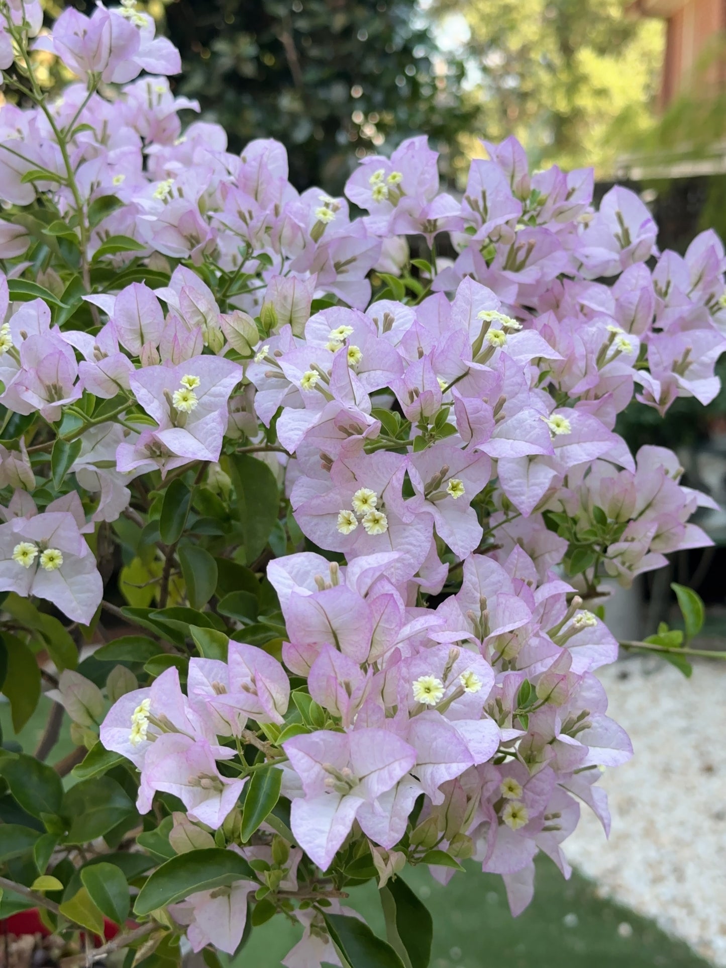 Bougainvillea Blush Cascade