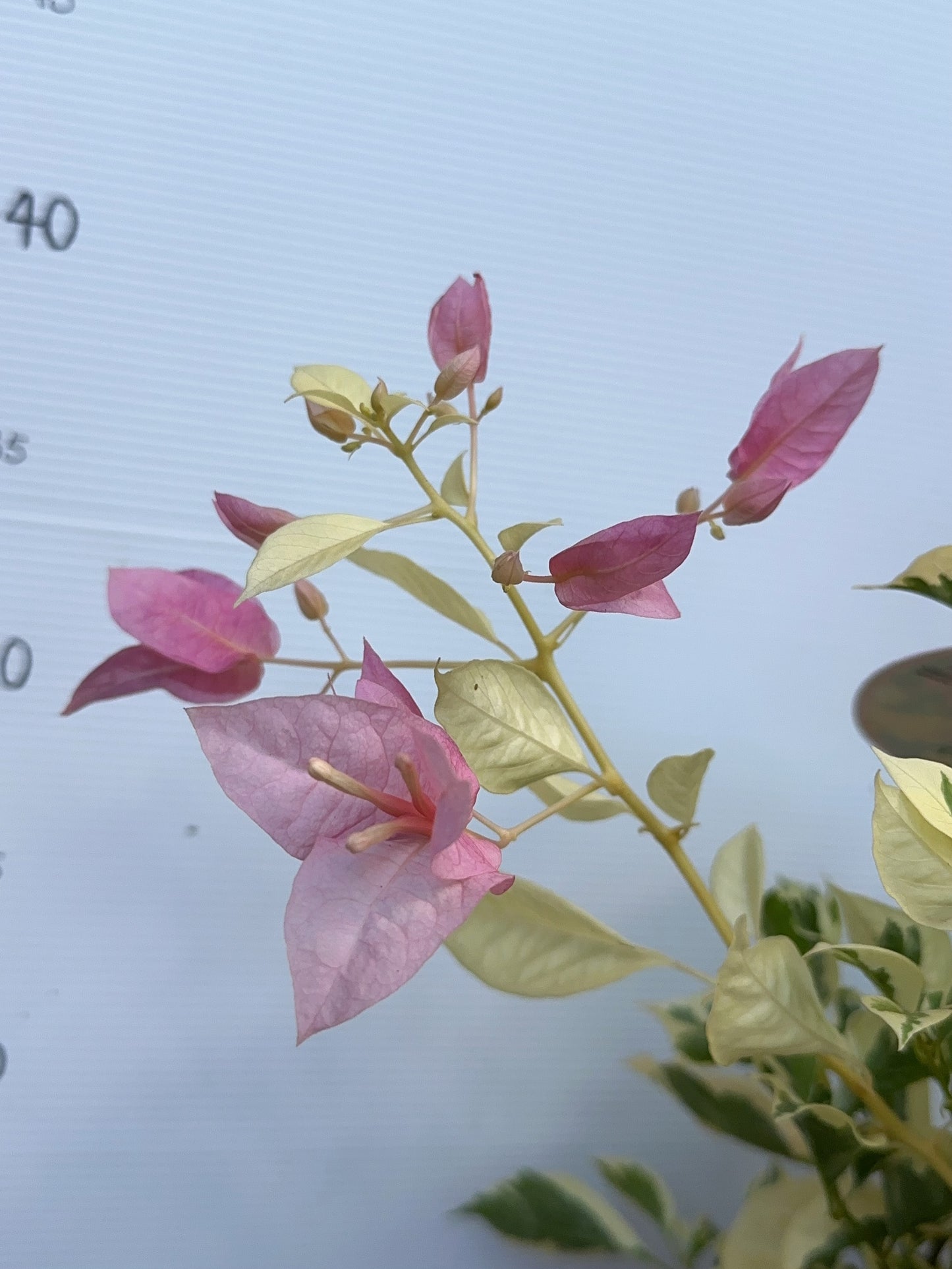 Bougainvillea Pink O Belle