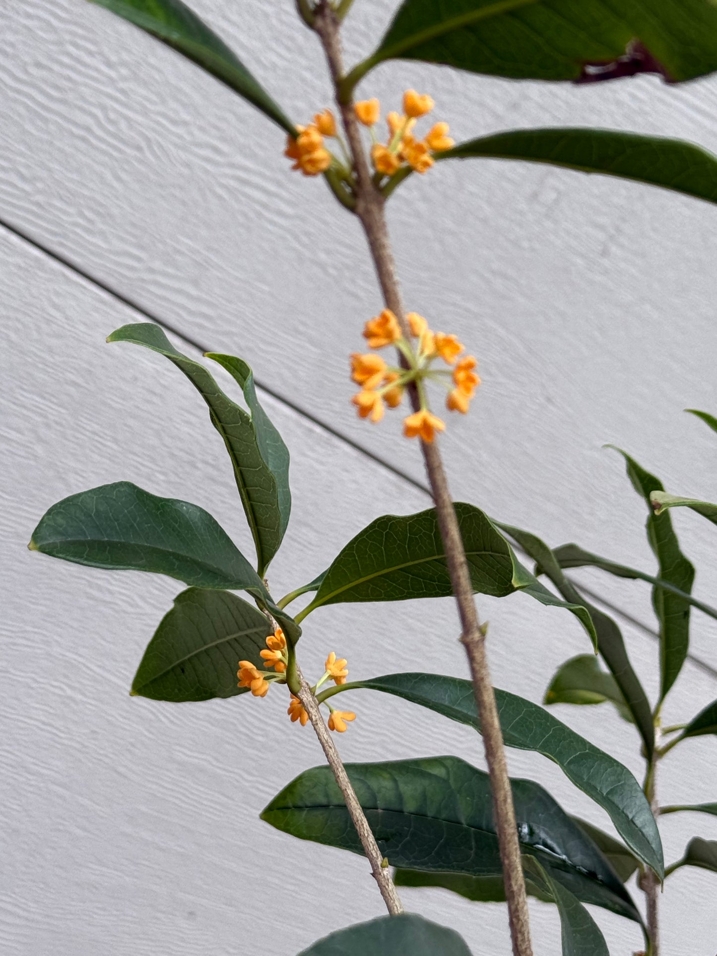 Osmanthus Orange Supreme