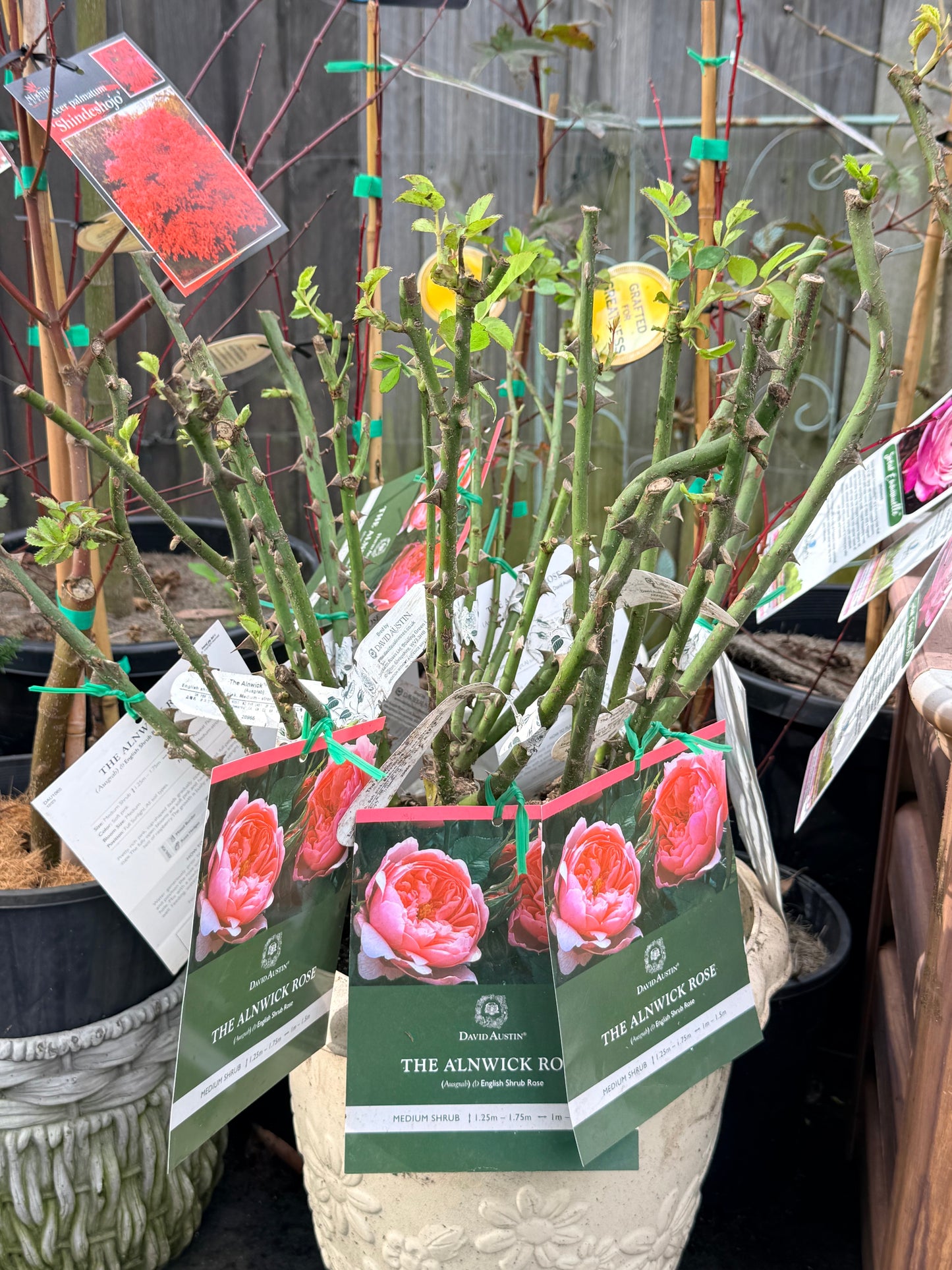 Rose The Alnwick Rose -Bare root
