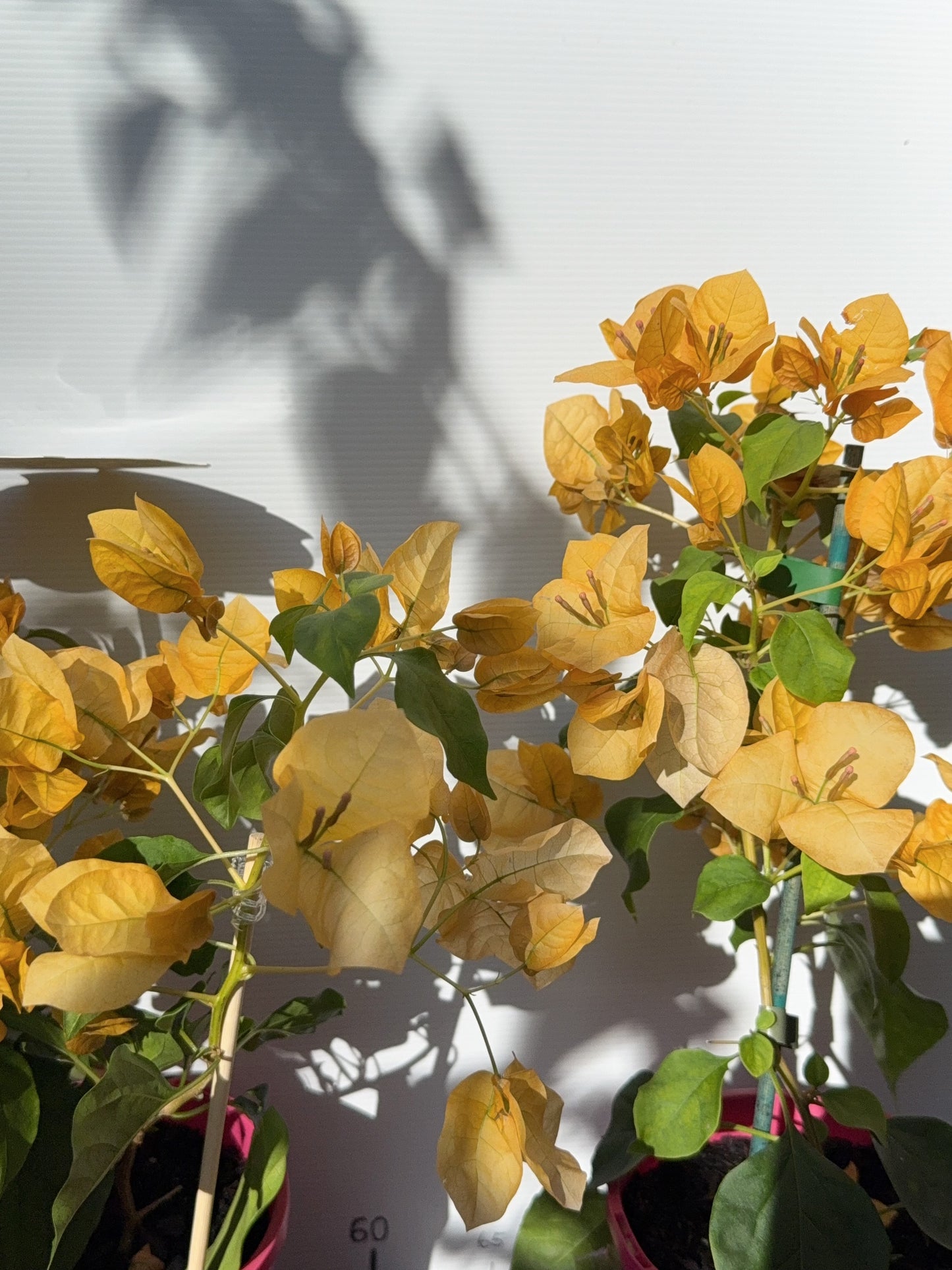 Bougainvillea Siggi