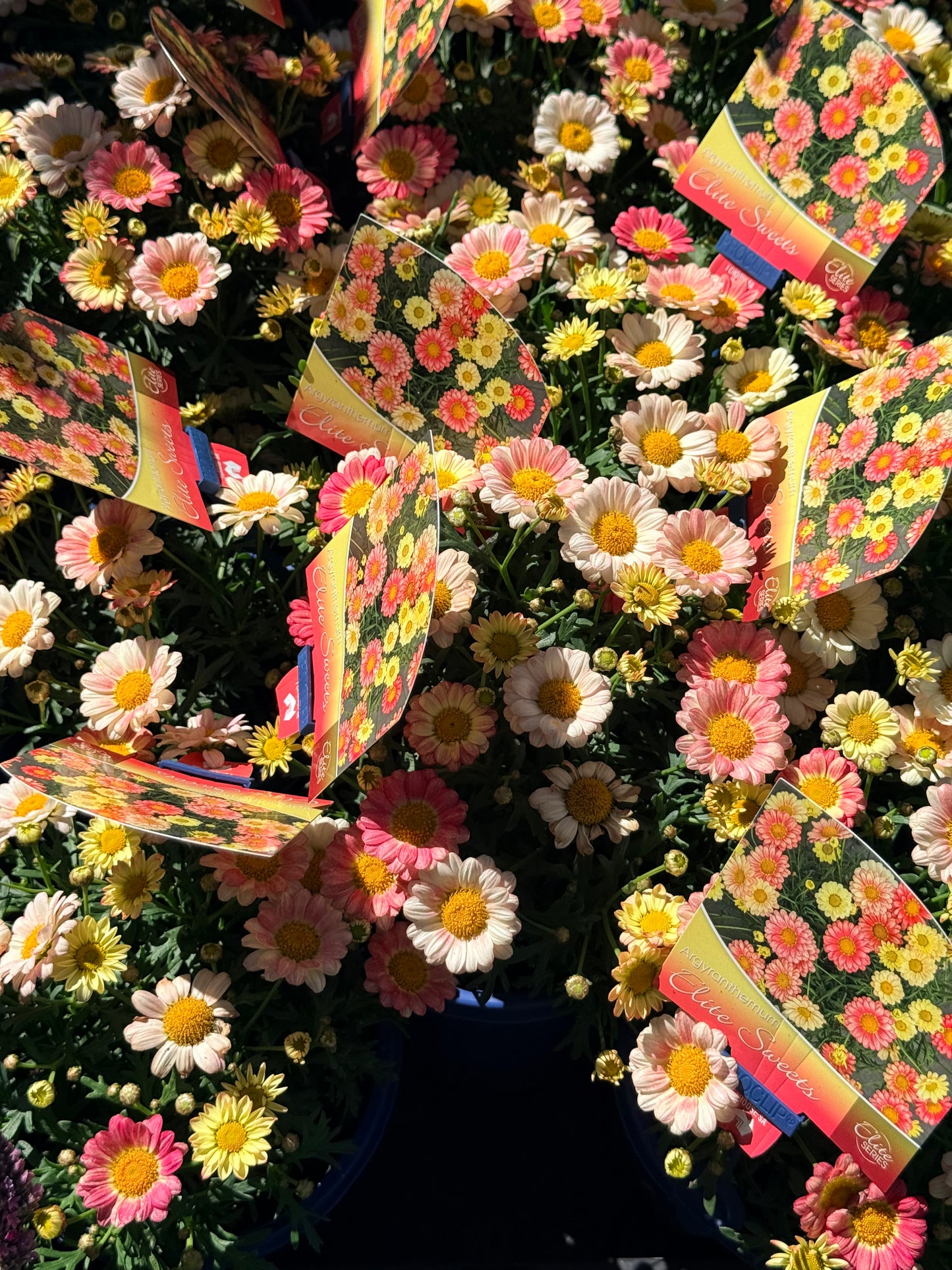 Argyranthemum Elite Sweets