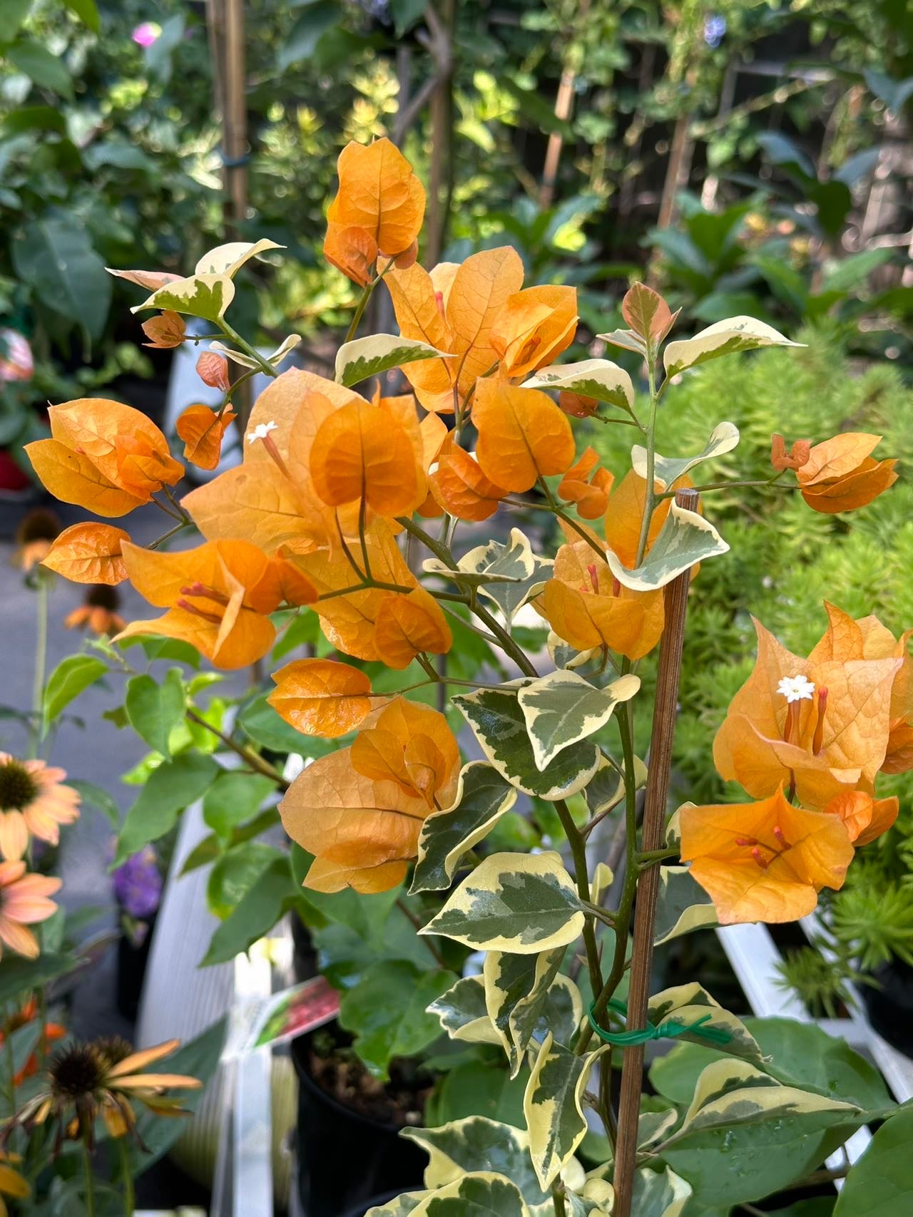 bougainvillea Golden Ice