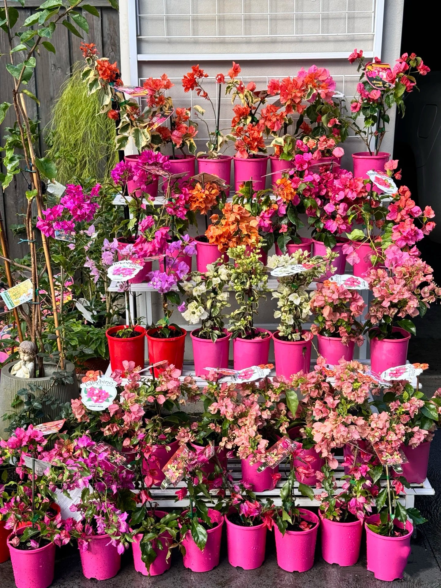 Bougainvilleas Assorted