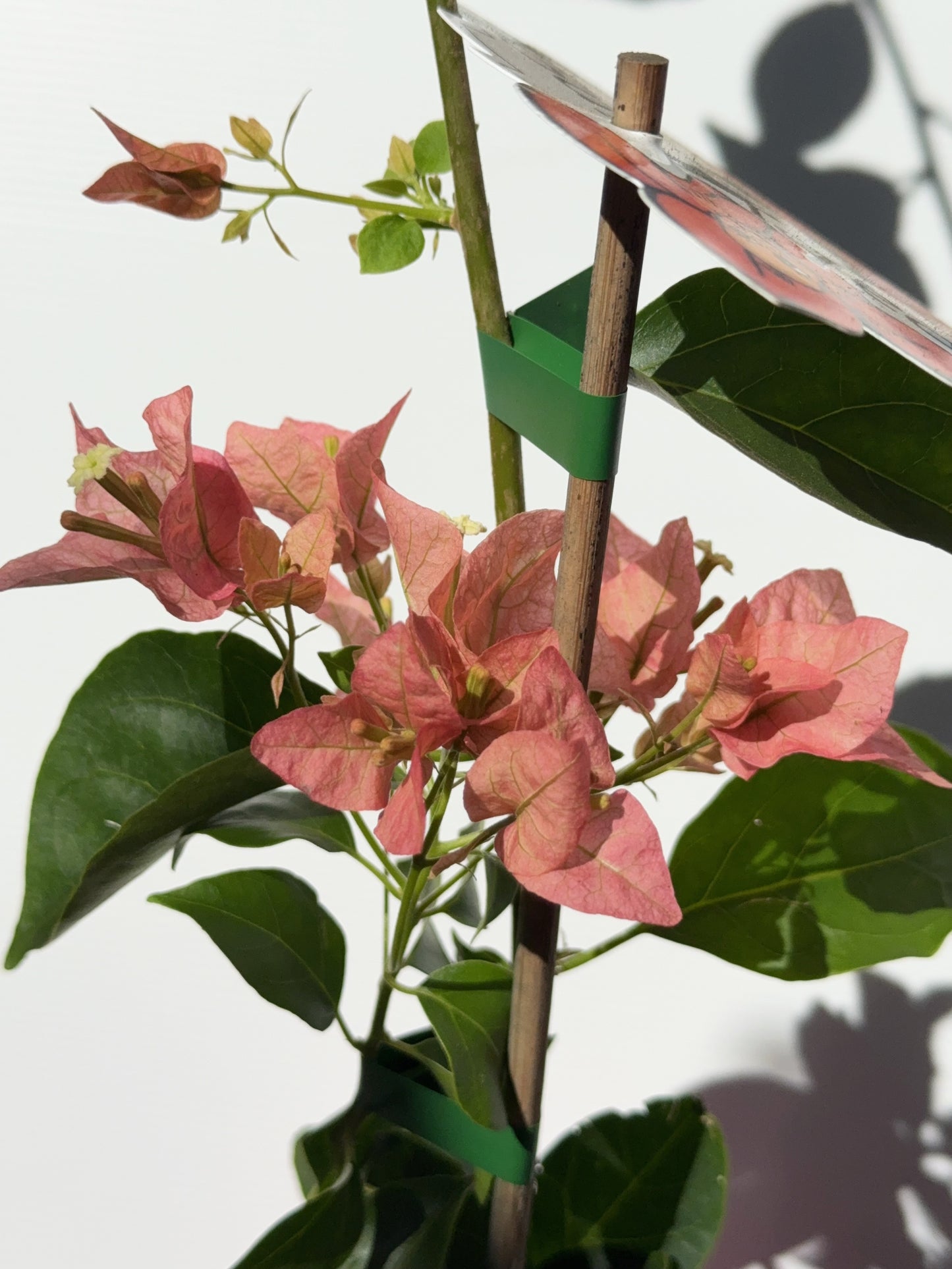 Bougainvillea Honey Rose