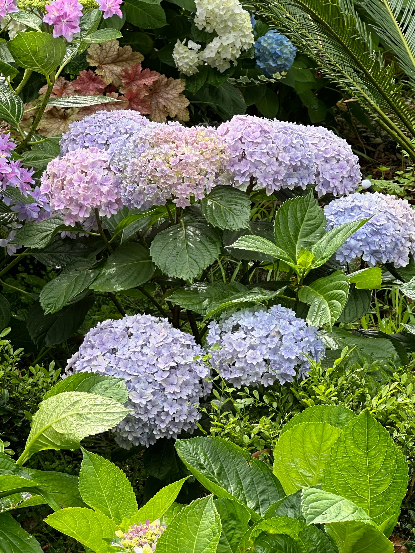 Hydrangea Hana Temari