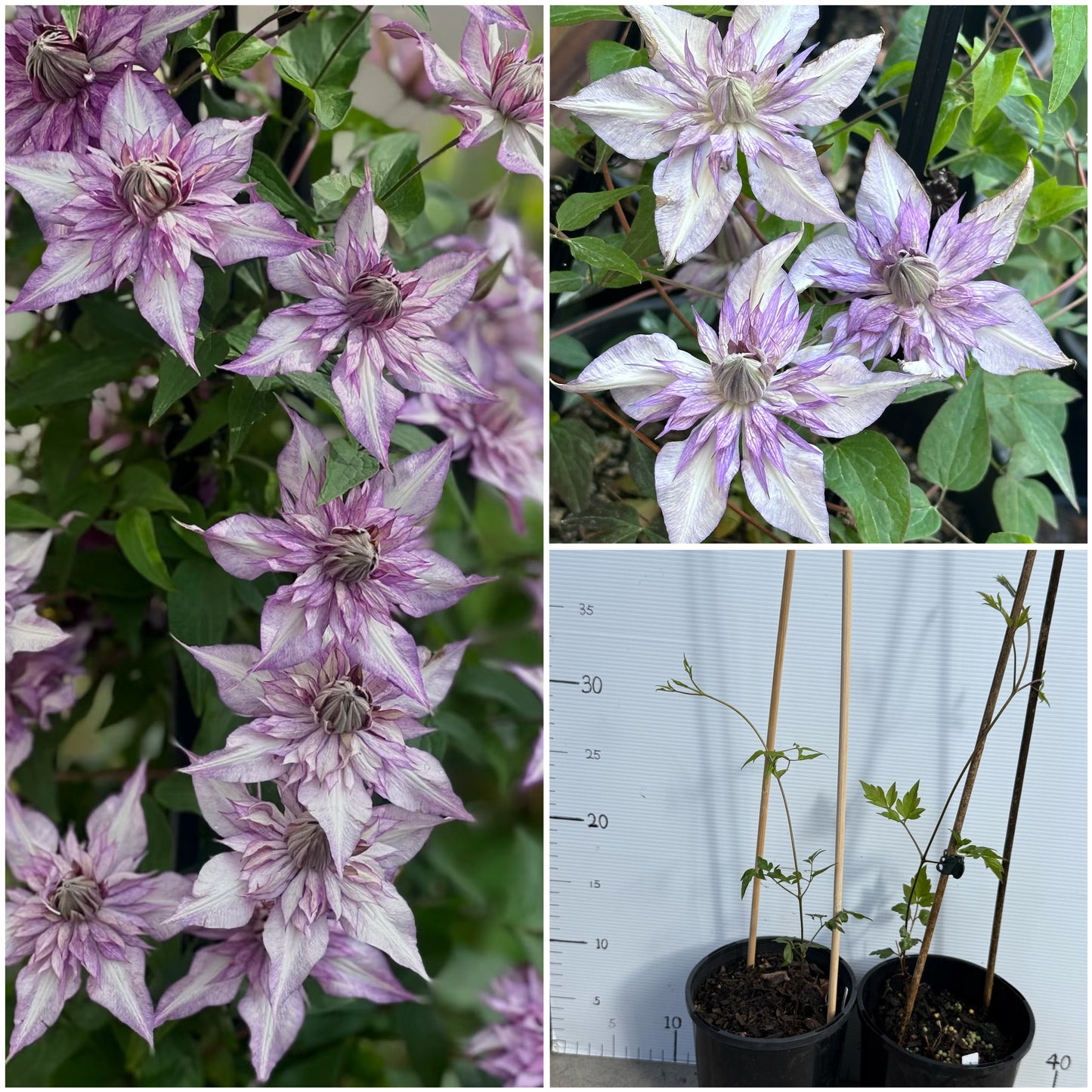 Clematis Lady Kyoko