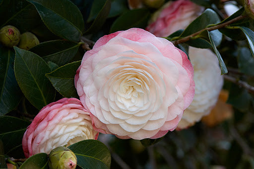 Camellia Japonica
'COMMANDER MULROY"
