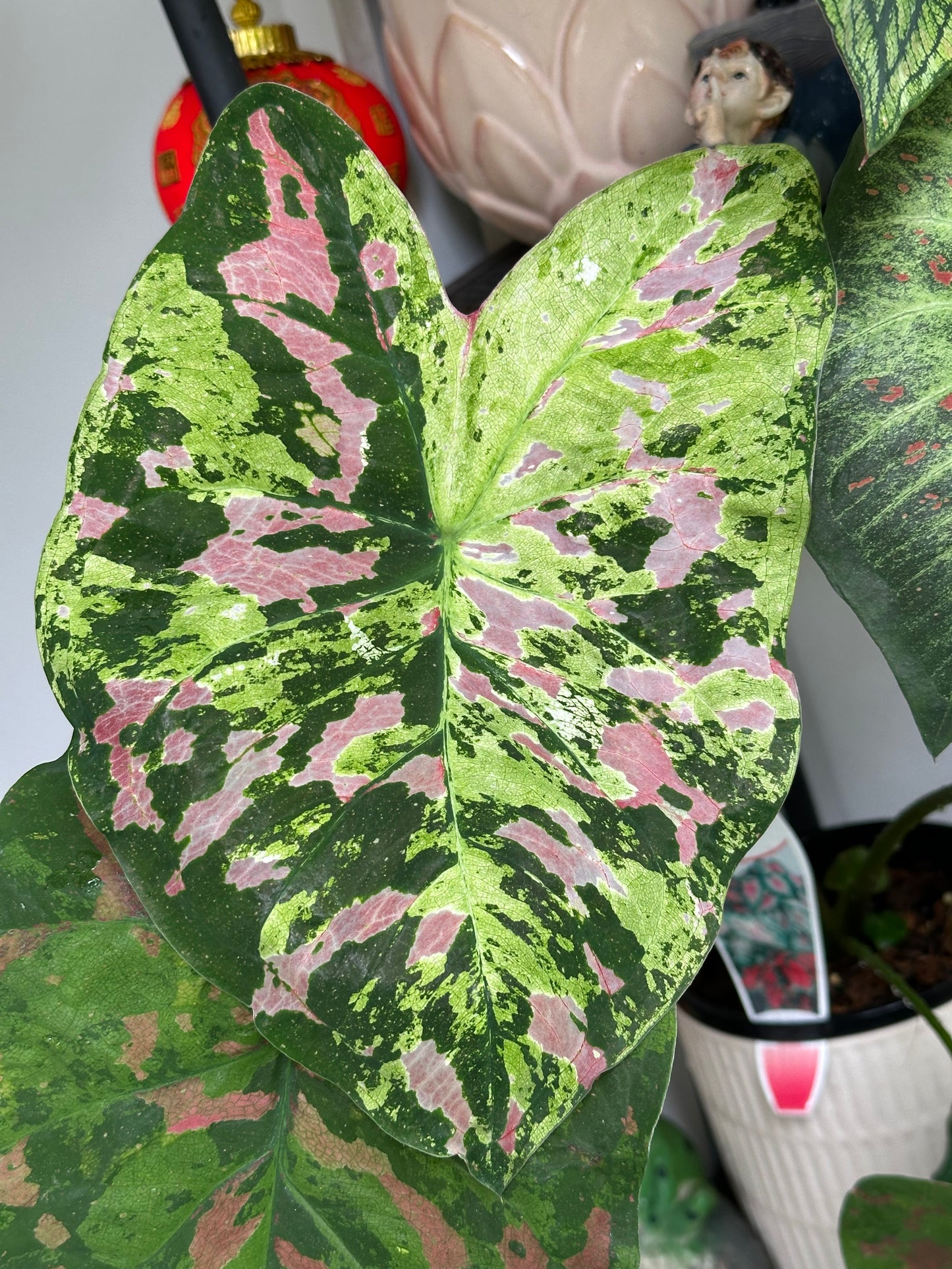 Caladium Raspberry Moon