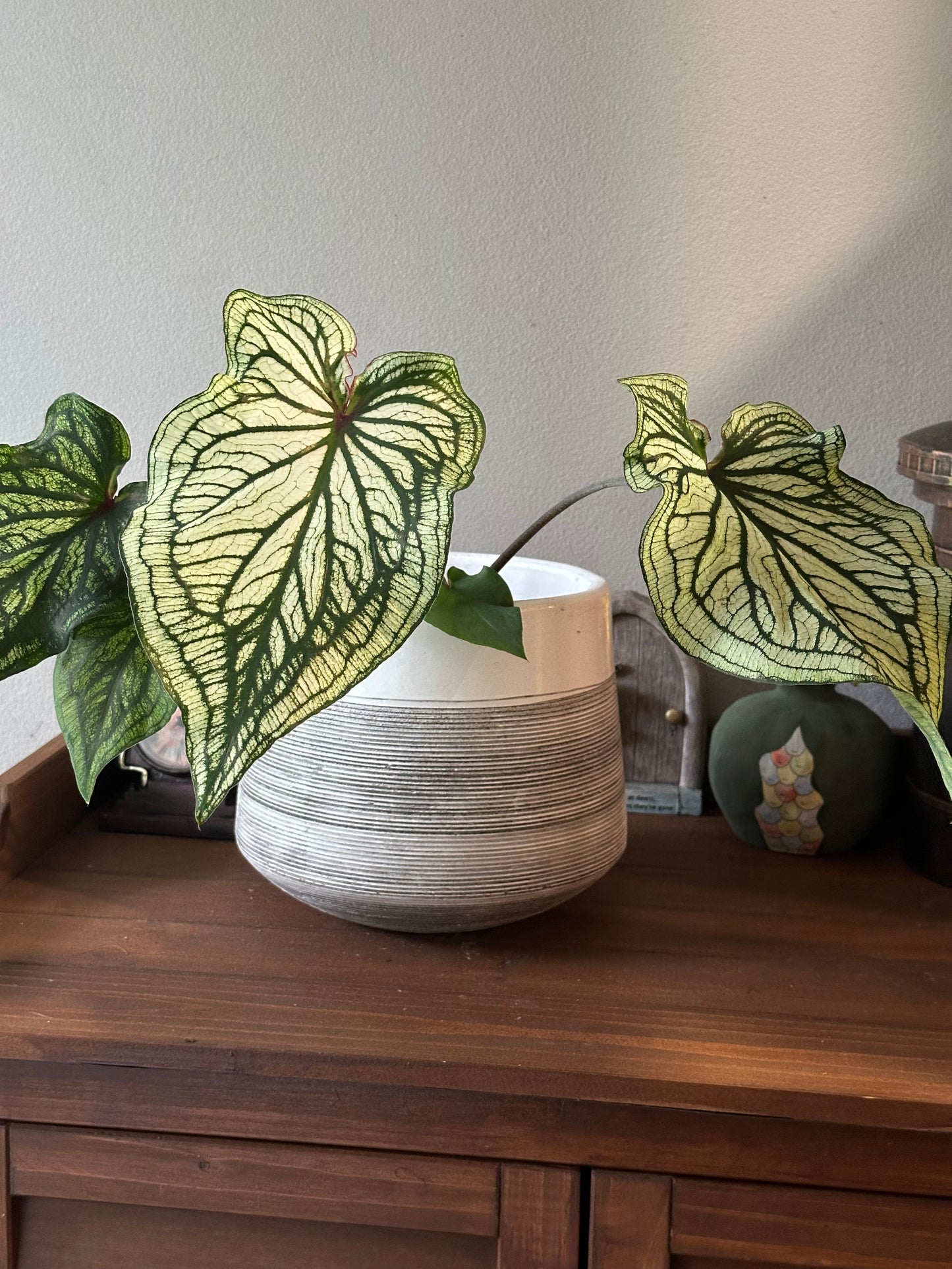 Caladium Thai Beauty