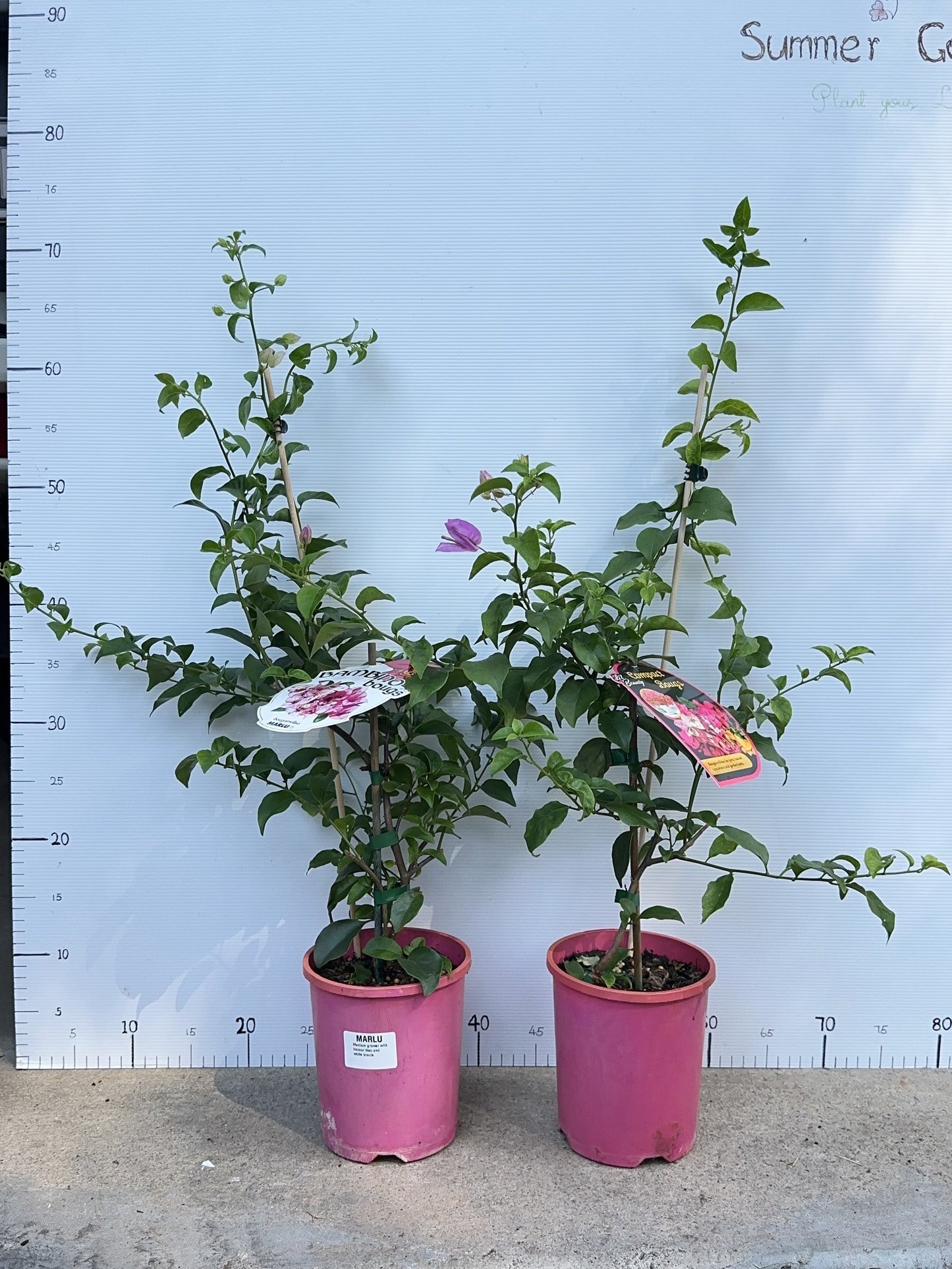Bougainvillea Marlu