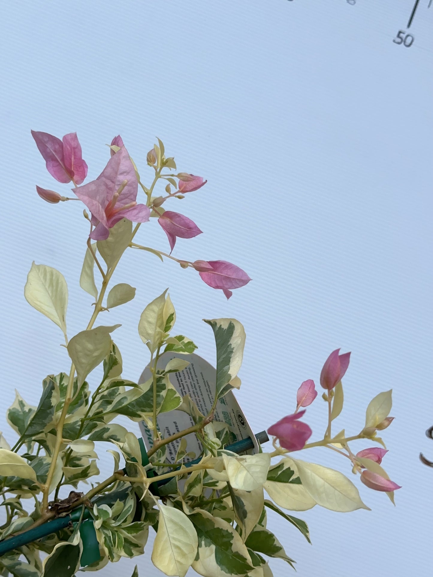 Bougainvillea Pink O Belle