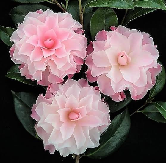 Camellia Hybrid Bottons N' Bows