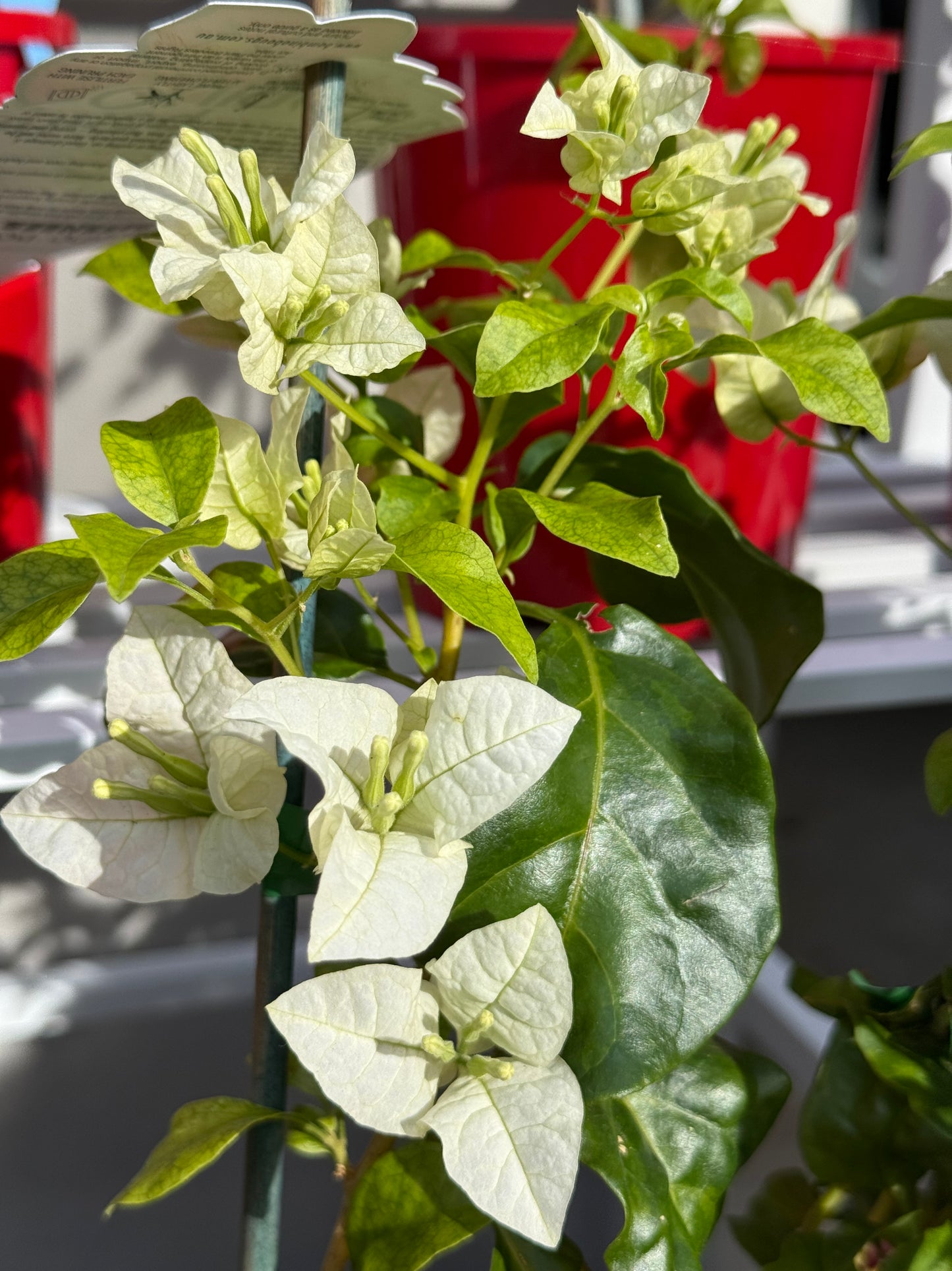 Bougainvillea Beesnees