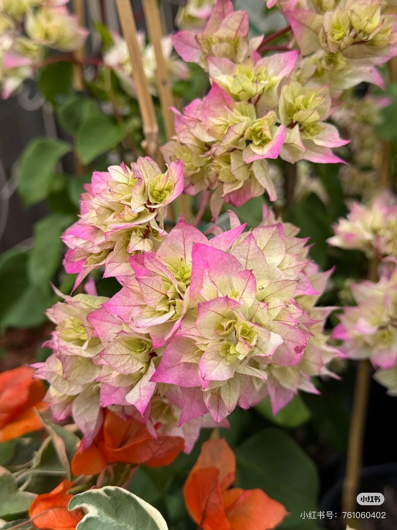 Bougainvillea Limberlost Beauty