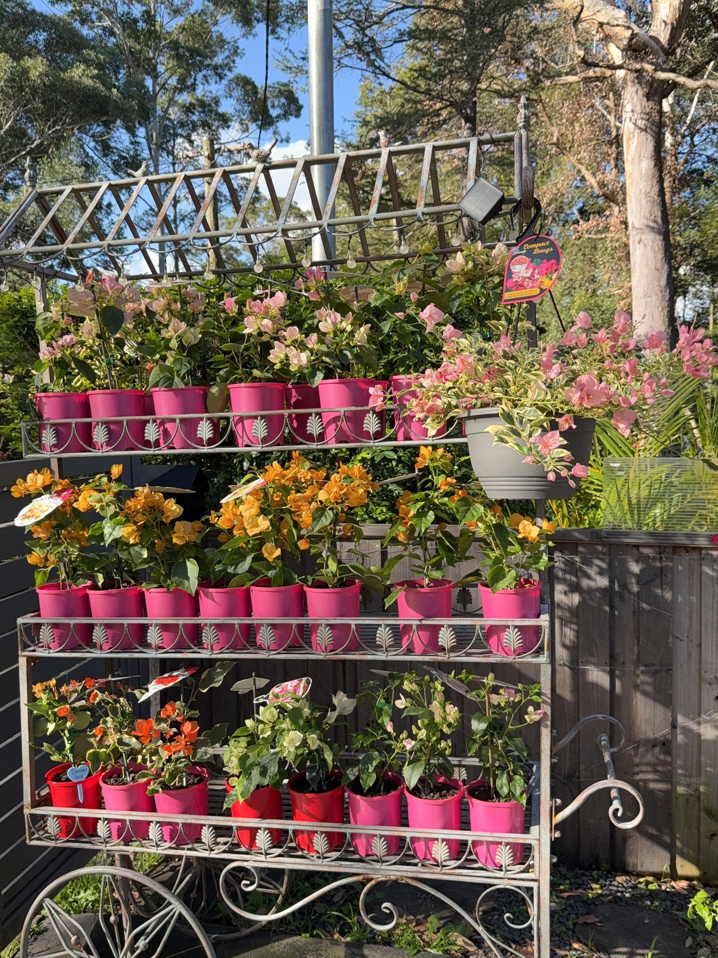 Bougainvilleas Assorted