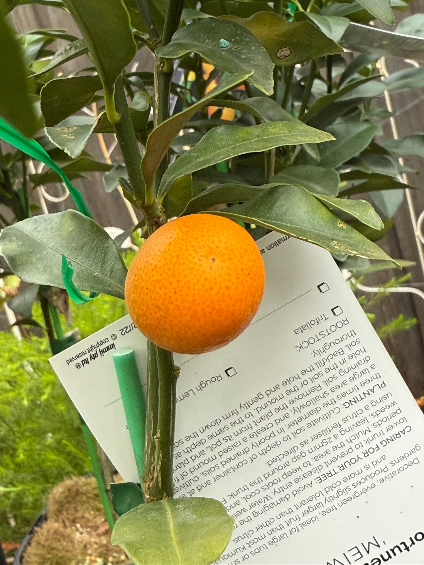 Citrus japonica ‘Meiwa’