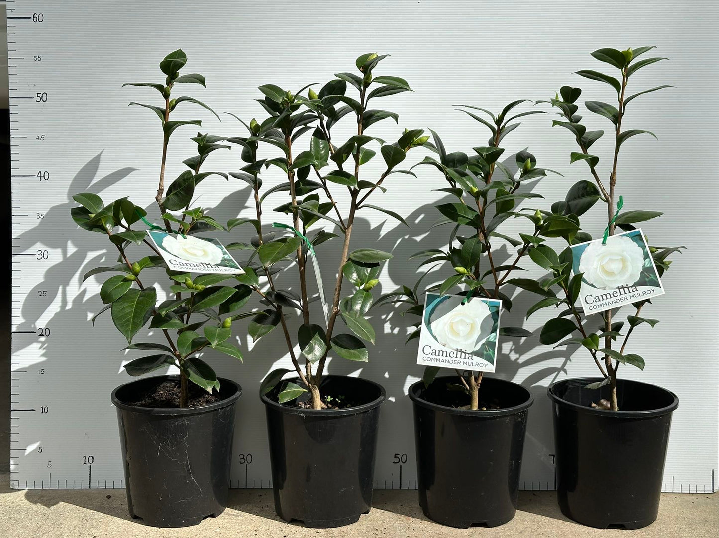 Camellia Japonica
'COMMANDER MULROY"