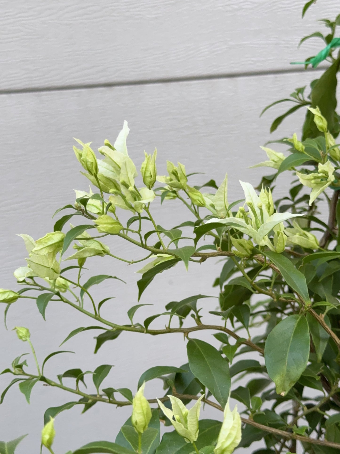Bougainvillea Candice