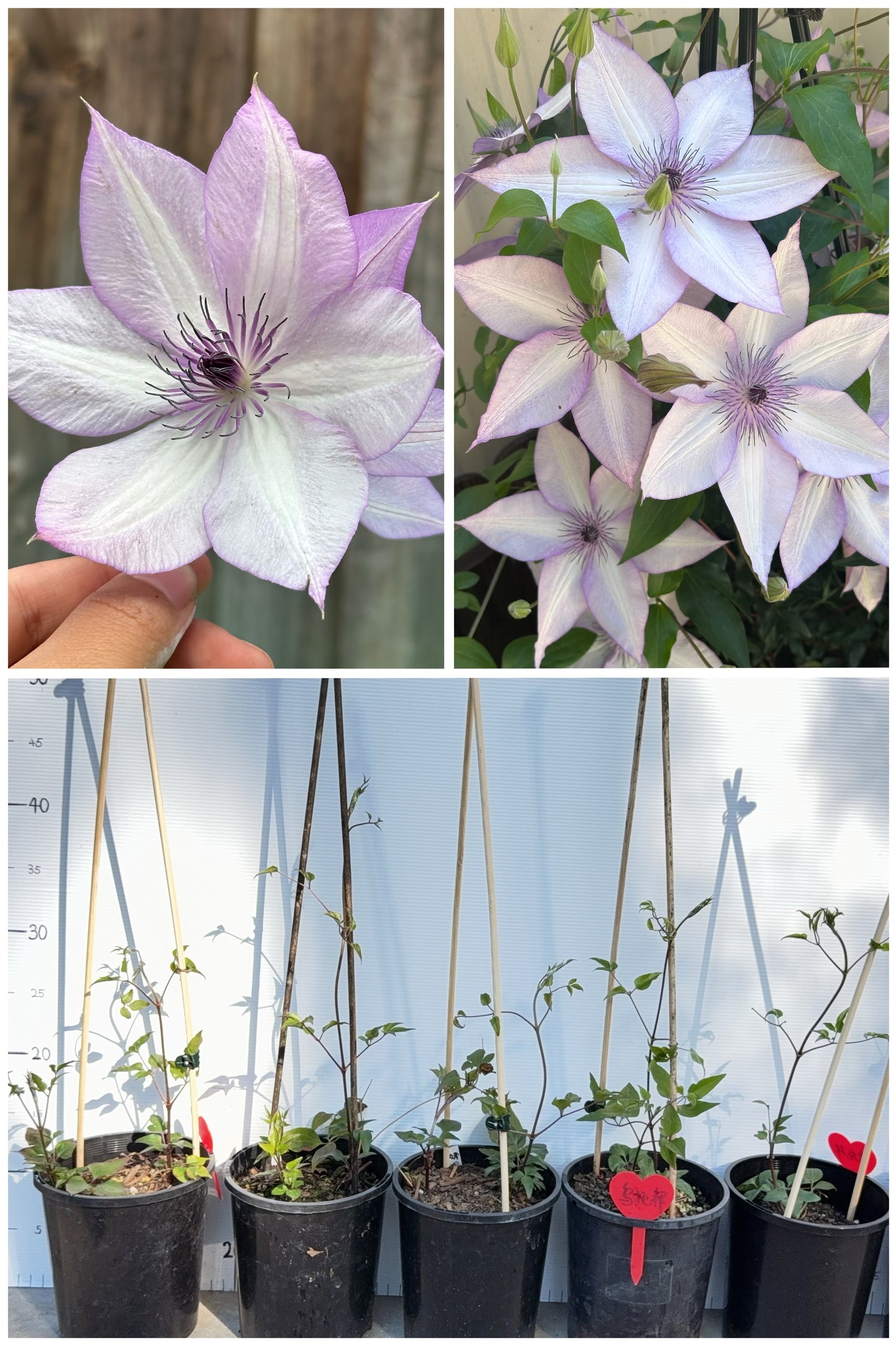 Clematis Utopia