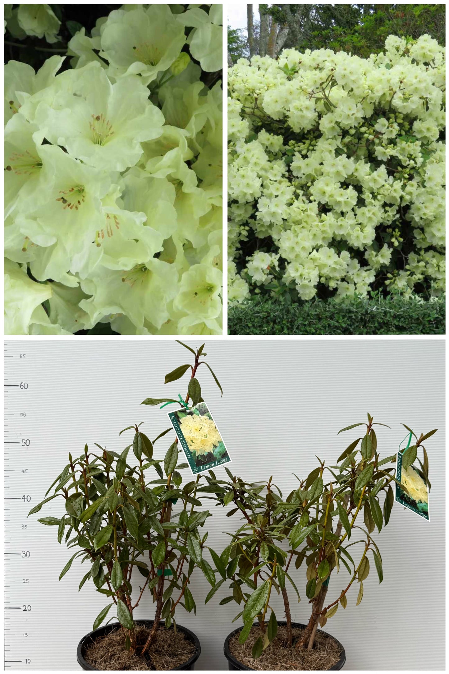Rhododendron Lemon Lodge