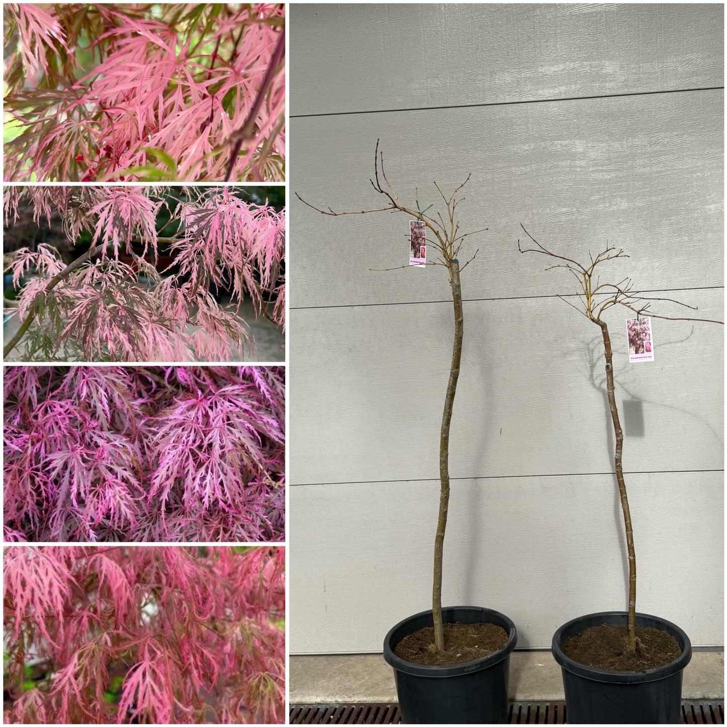 Acer palmatum dissectum Hana matoi