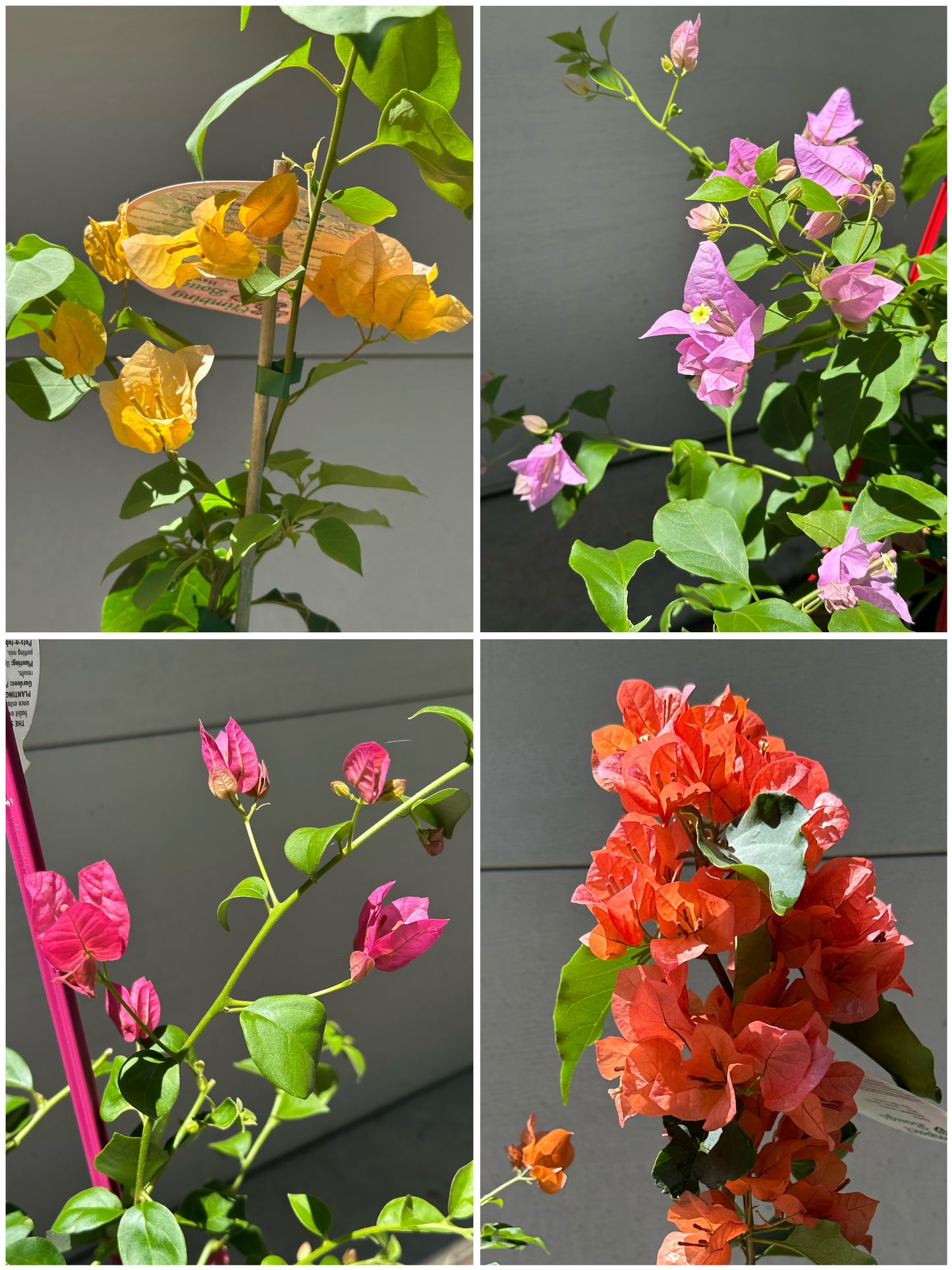 Bougainvilleas Assorted