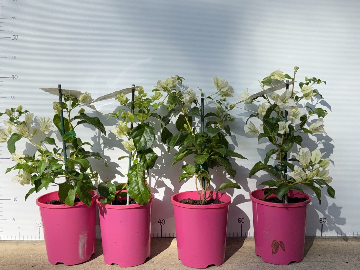 Bougainvillea Beesnees